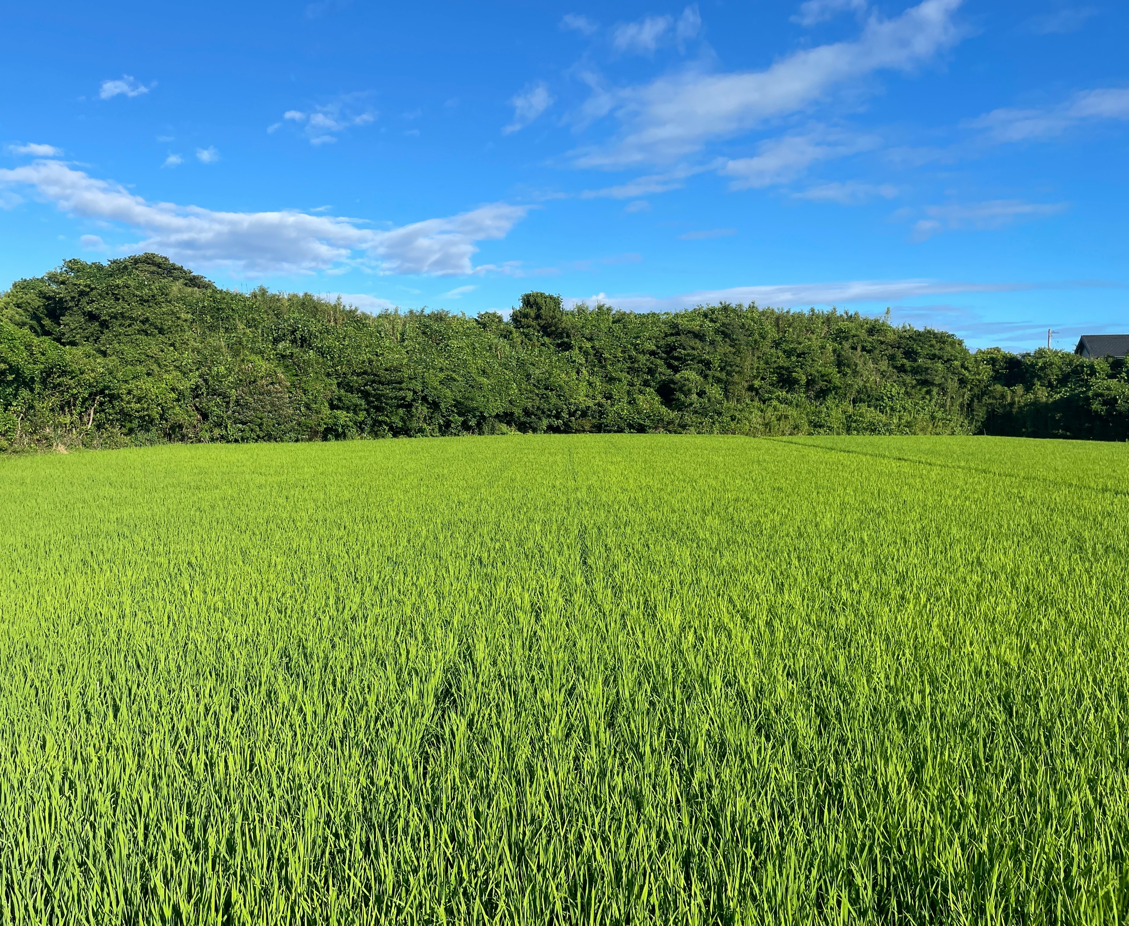 緑の田園風景と広がる稲の畑