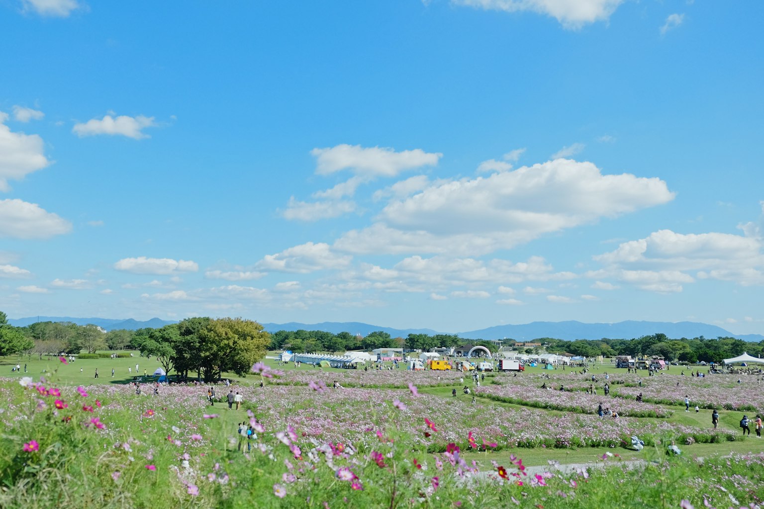 Un paysage de champs de fleurs sous un ciel bleu avec des nuages moelleux