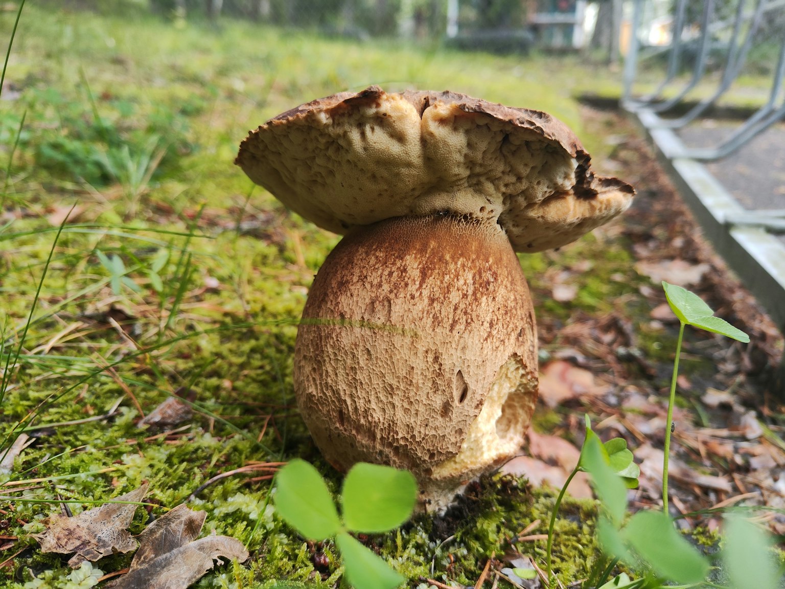 一朵大蘑菇在森林里立着，长在柔软的苔藓上