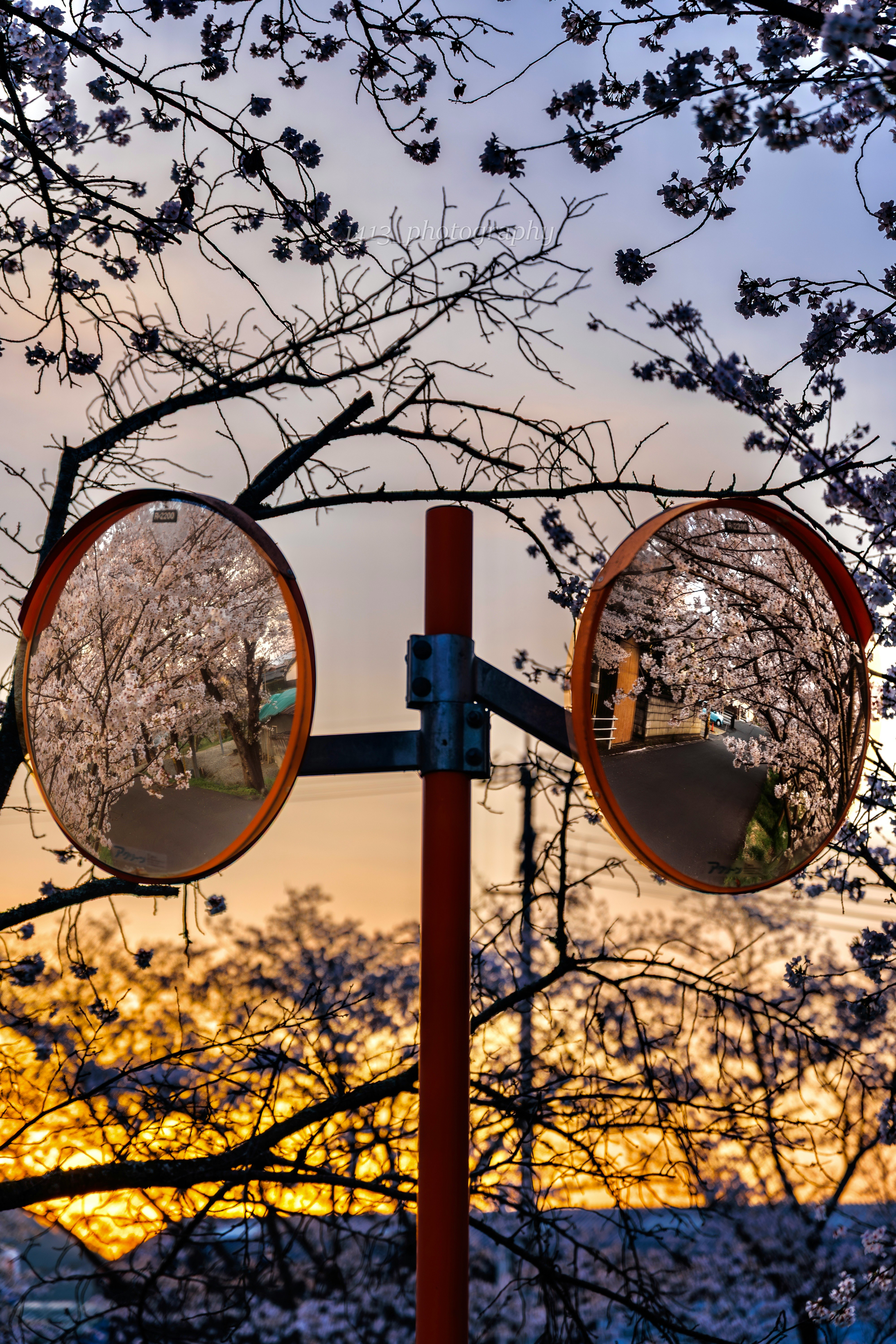ミラーに映る春の桜並木