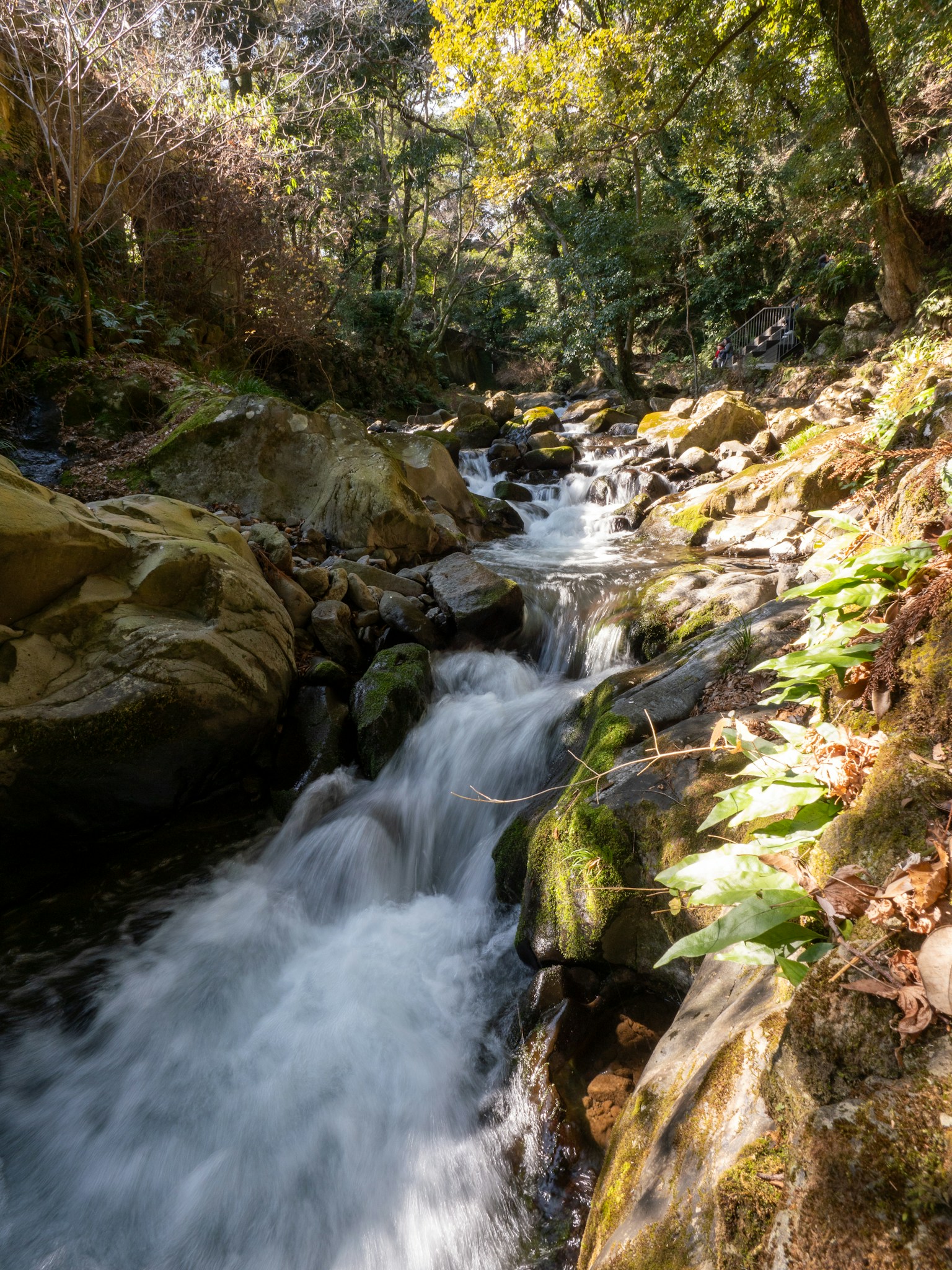 Un ruisseau coulant avec des rochers et des plantes vertes dans un cadre naturel