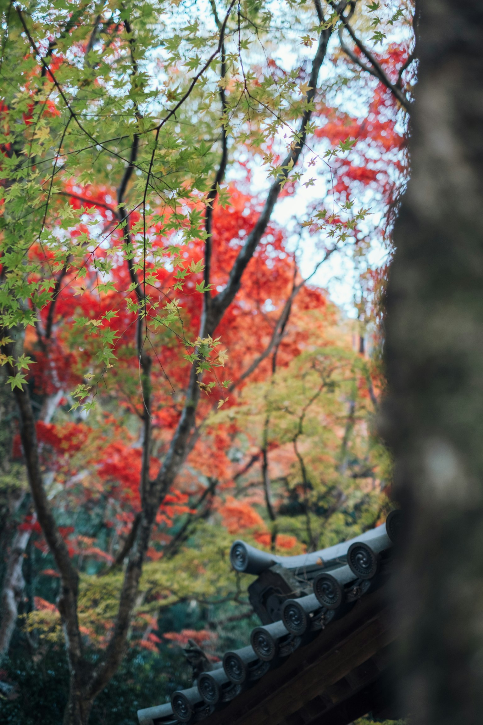 Foglie autunnali colorate visibili in un paesaggio con un tetto antico parzialmente visibile