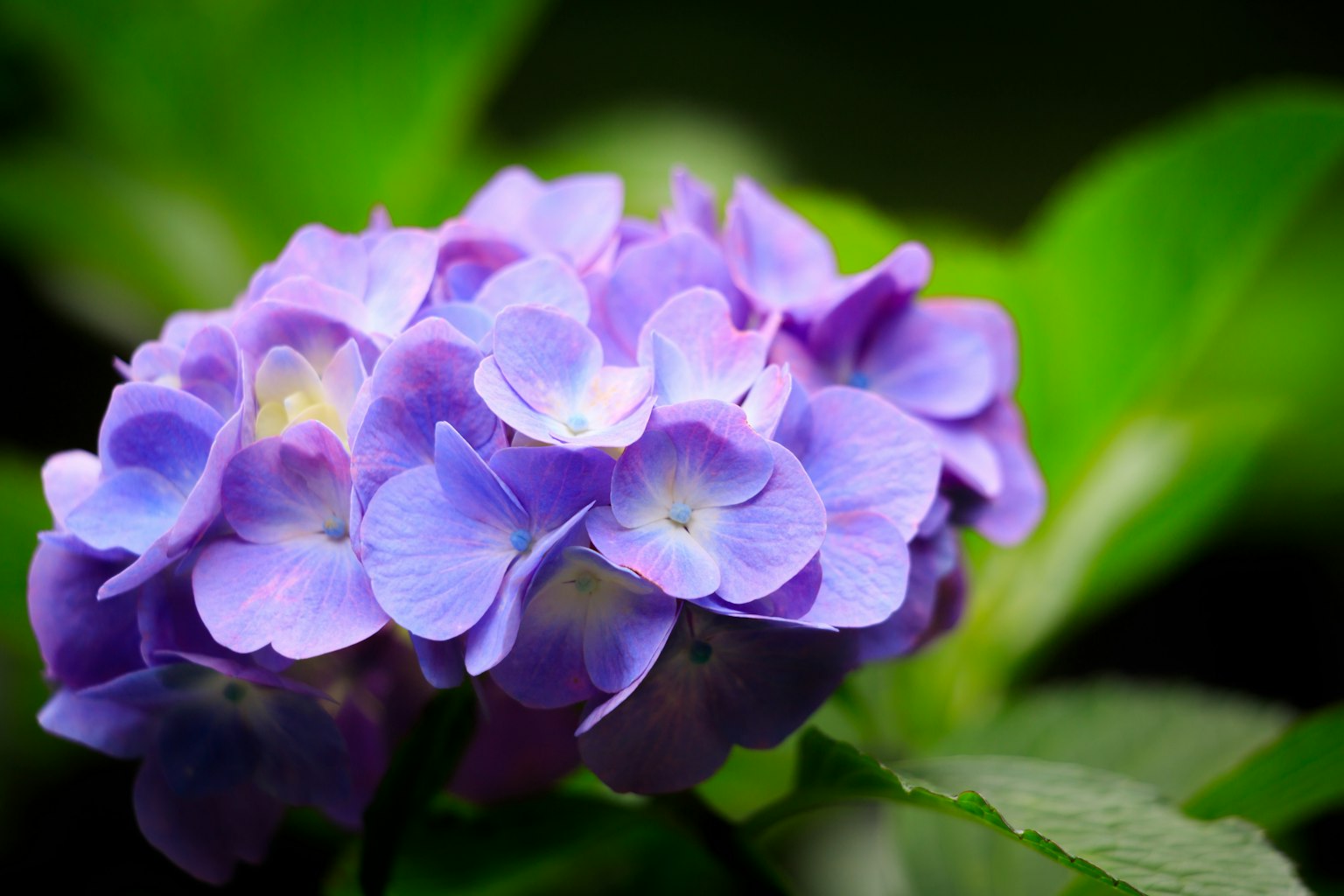 Nahaufnahme von lila Hortensienblüten mit grünen Blättern