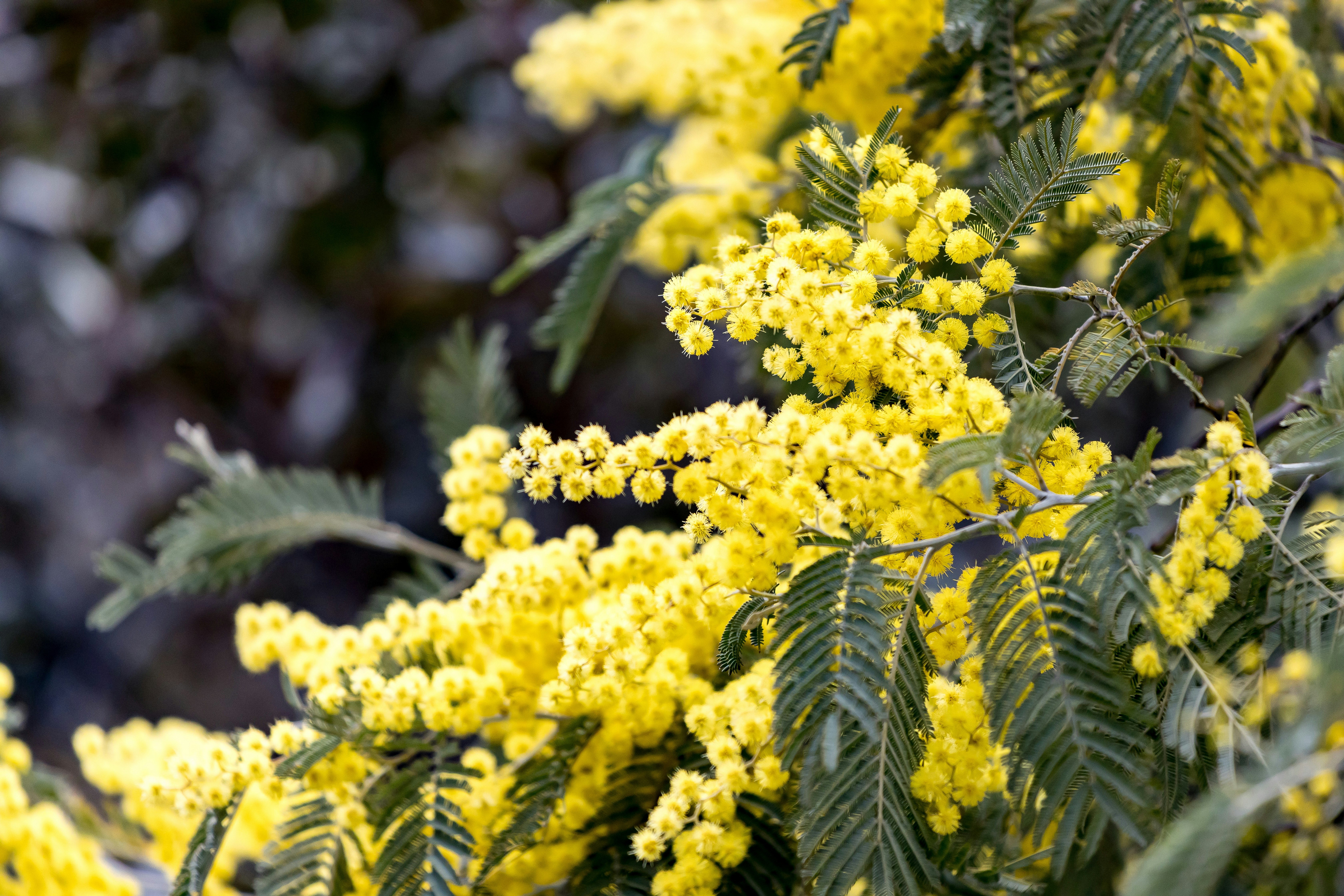黄色いミモザの花と羽状の葉が寄り添う花房