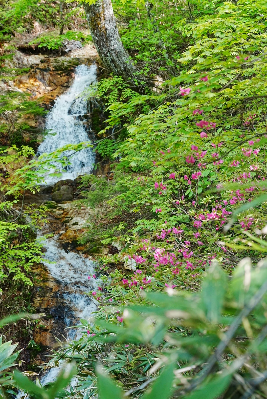 Ruisseau vert avec rochers couverts de mousse et fleurs roses