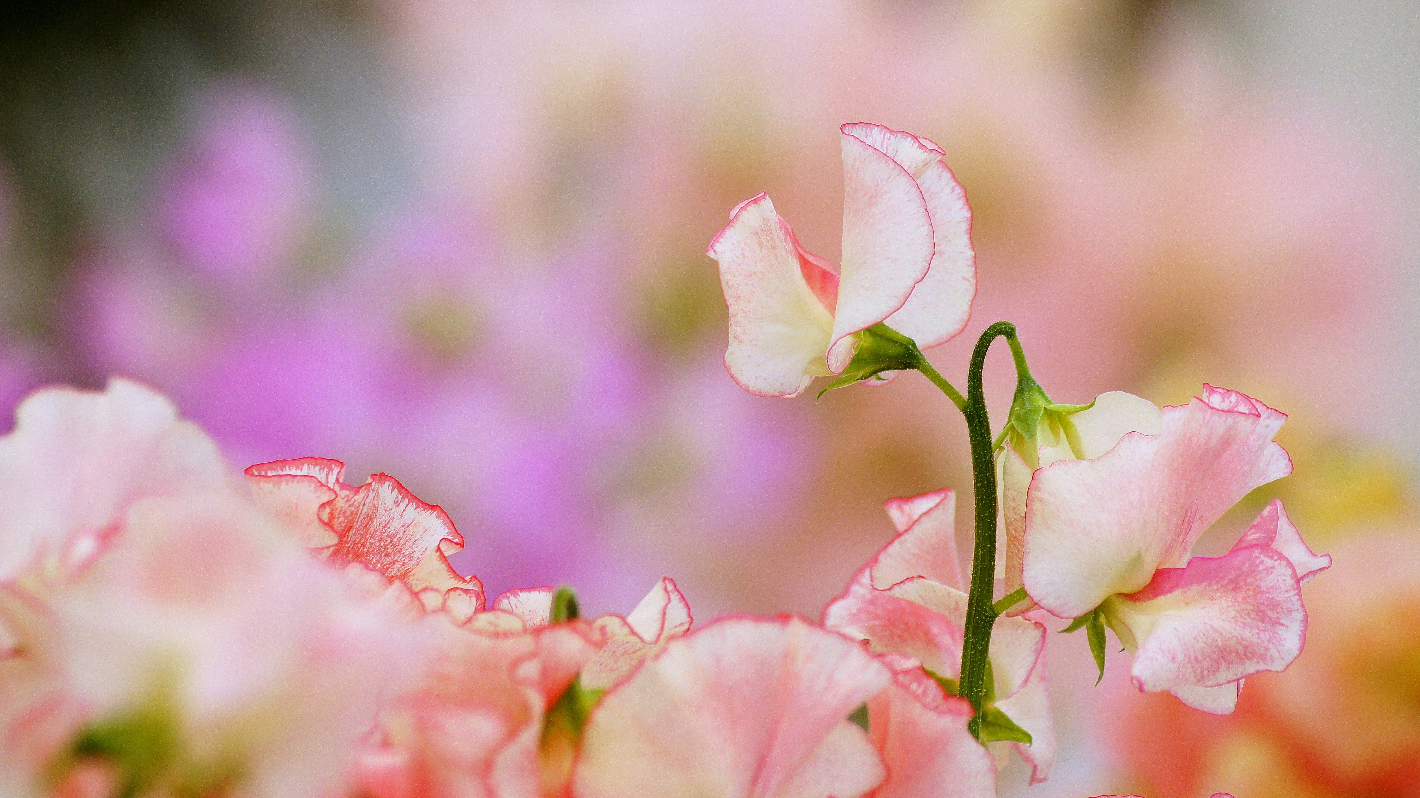 淡いピンクのバラの花とつぼみのマクロ画像