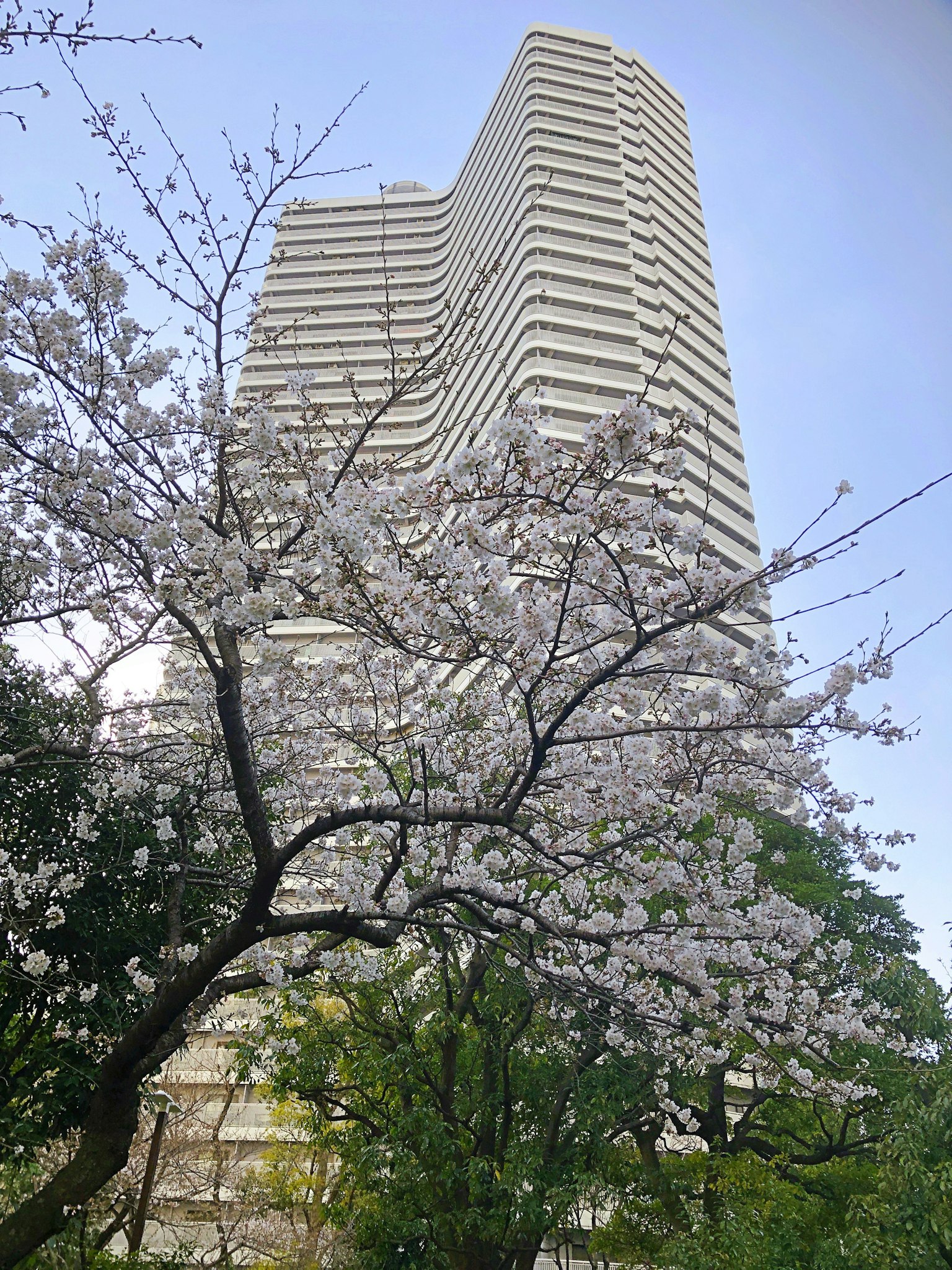 Cherry blossom tree in bloom with a modern skyscraper