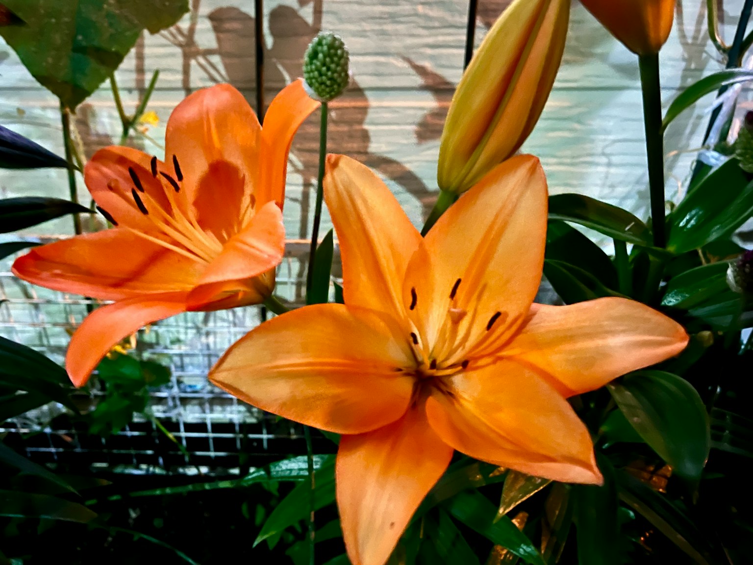 Orange lilies blooming in a garden setting