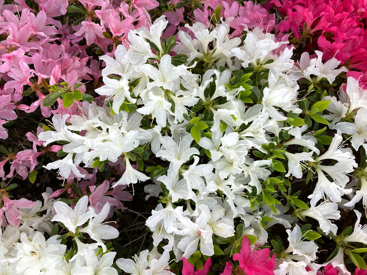Bunte Azaleenblüten in Rosa und Weiß blühen zusammen