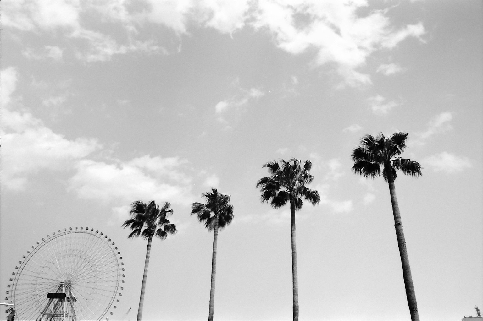 Schwarz-Weiß-Bild von Palmen und einem Riesenrad unter einem bewölkten Himmel
