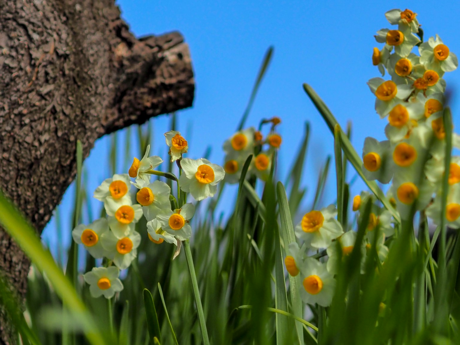 Raggruppamenti di fiori gialli e bianchi tra l'erba verde con cielo blu