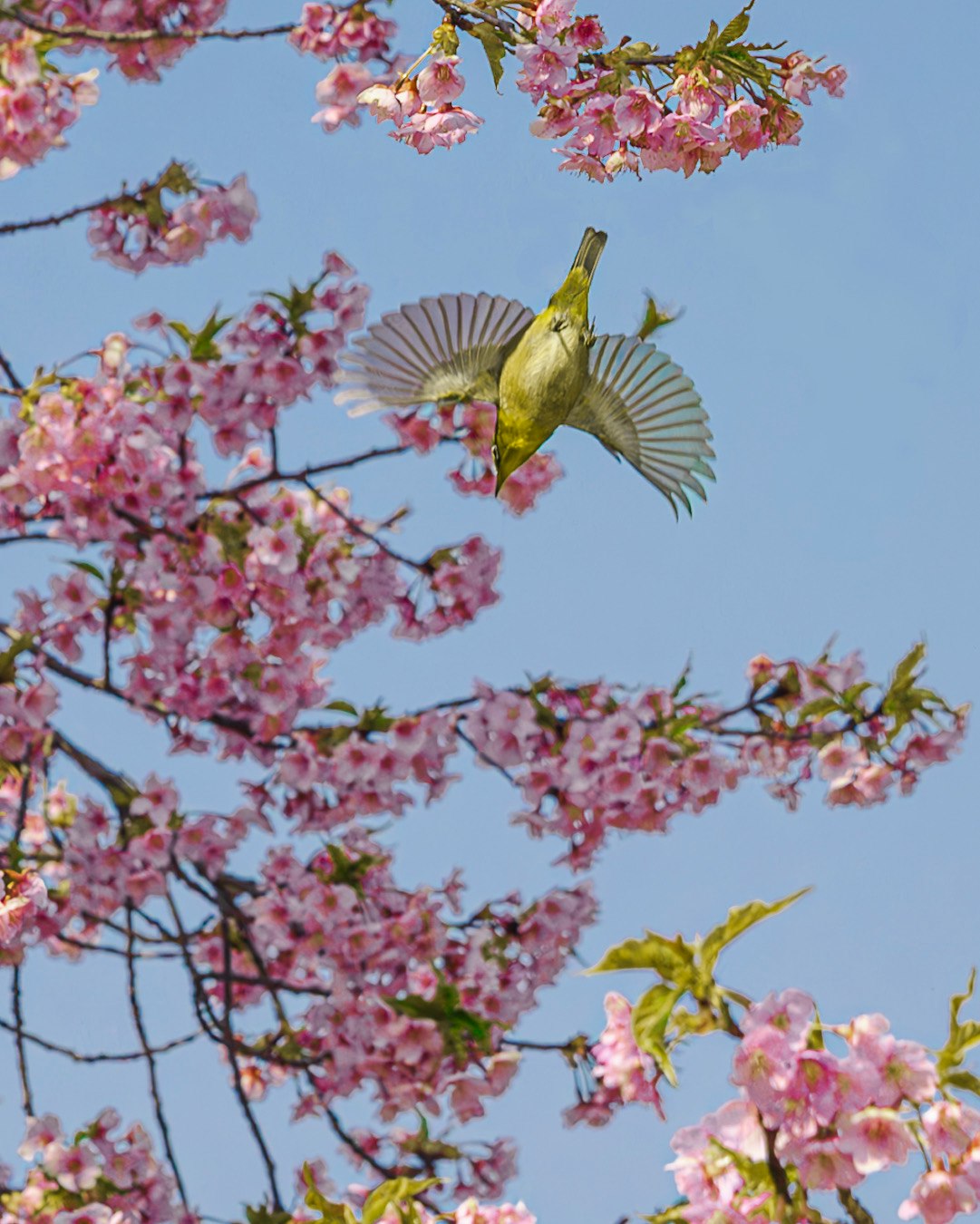 櫻花枝頭的日本白眼鳥與藍天