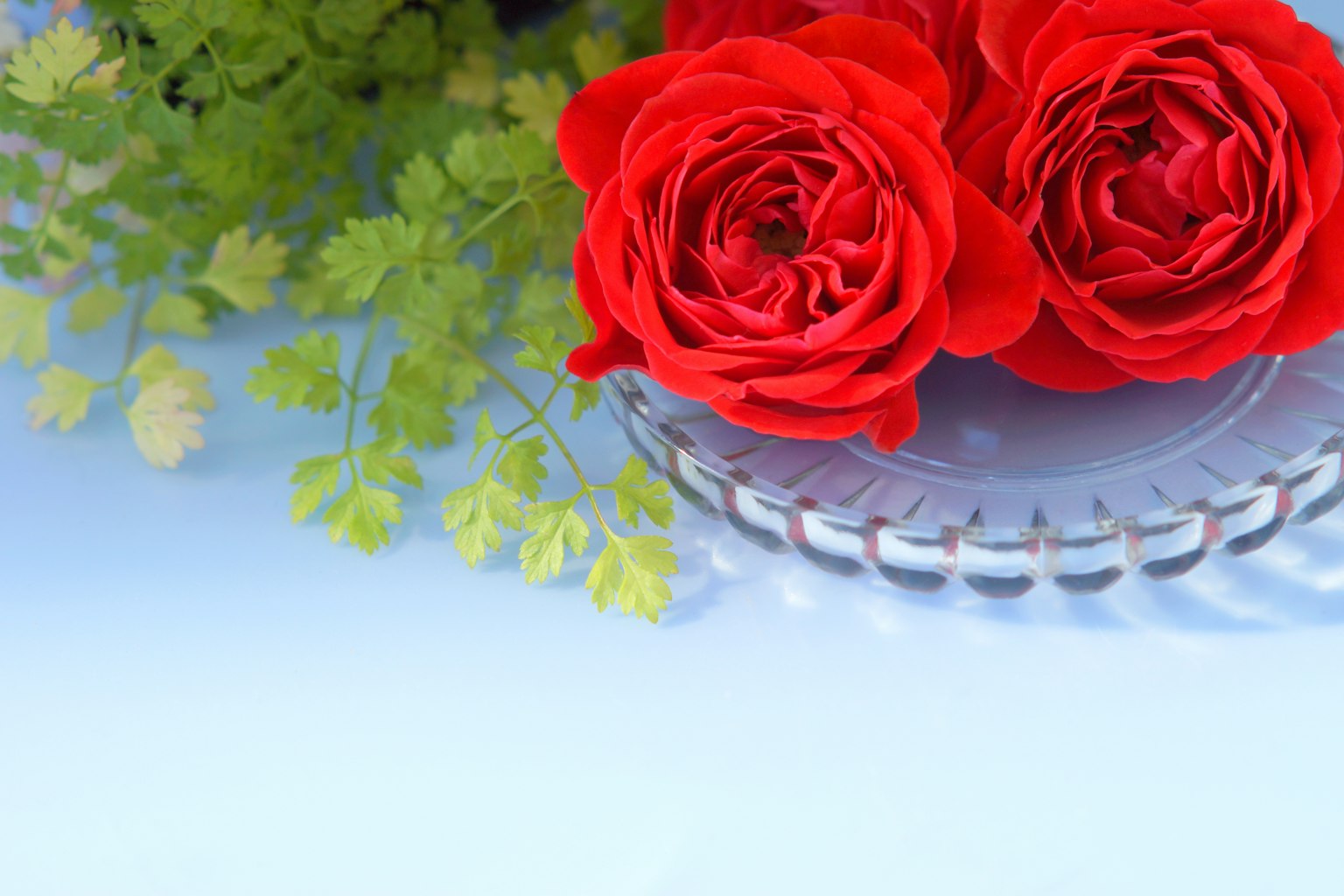Hoa hồng đỏ rực rỡ đặt trên đĩa trong suốt