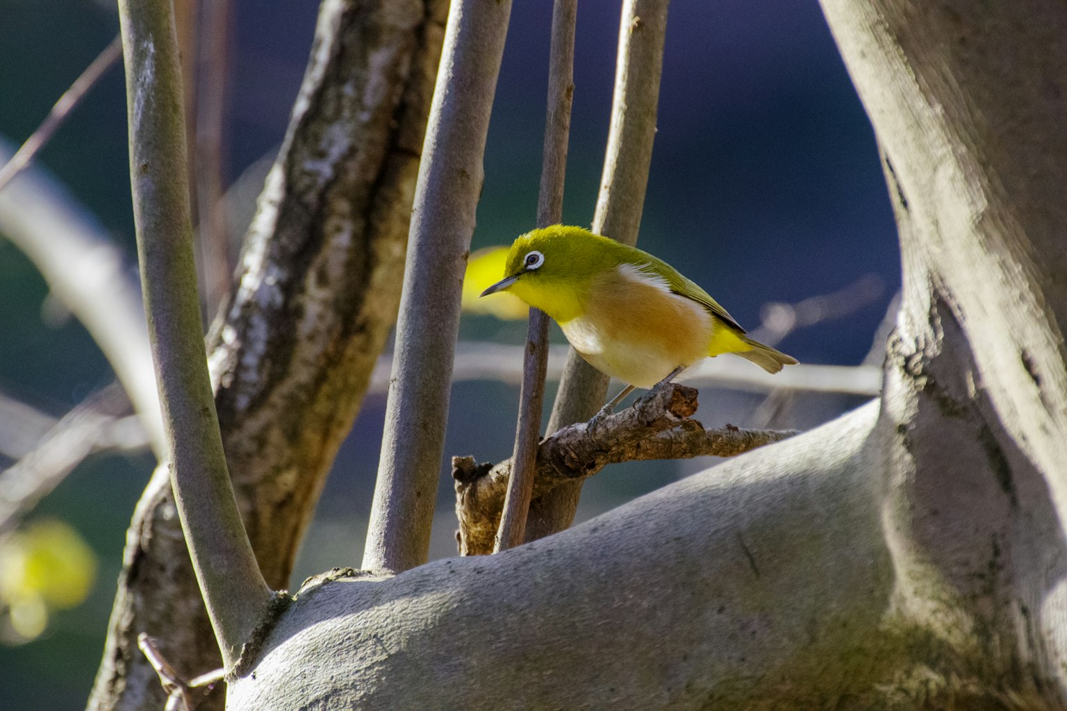 Ein kleiner gelber Vogel sitzt auf einem Baumzweig