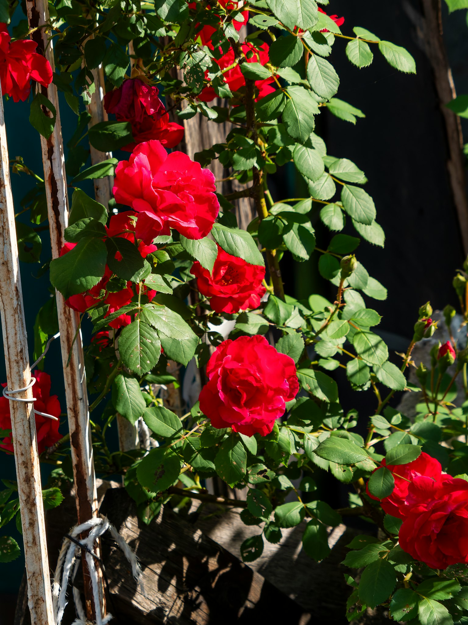 Belle rose rosse circondate da foglie verdi