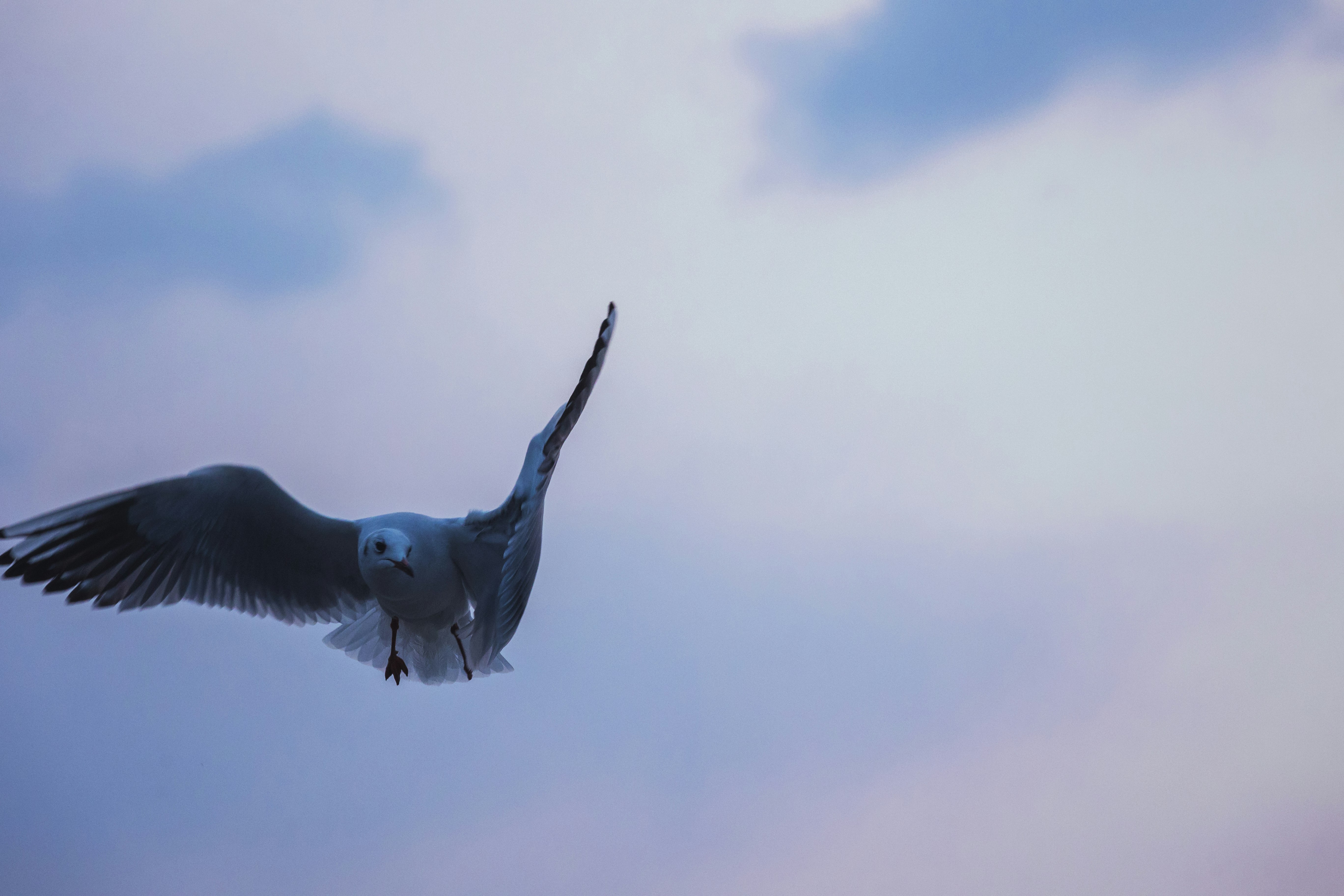 青空の下を飛ぶカモメのシルエット