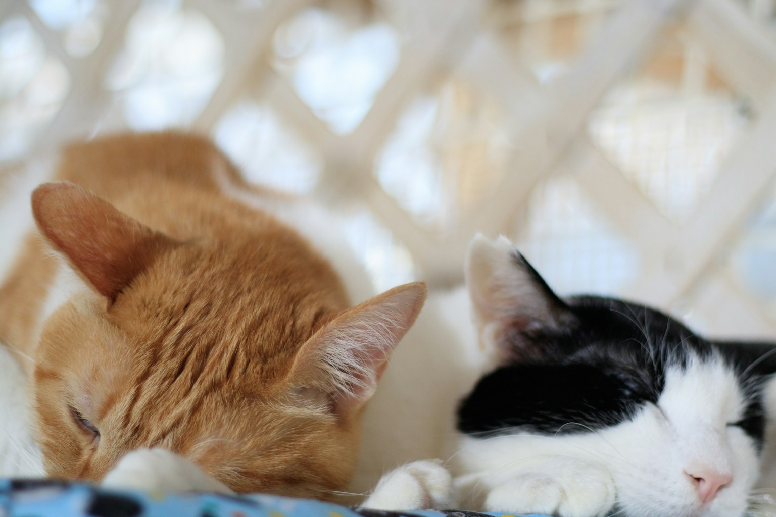 Deux chats dormant côte à côte
