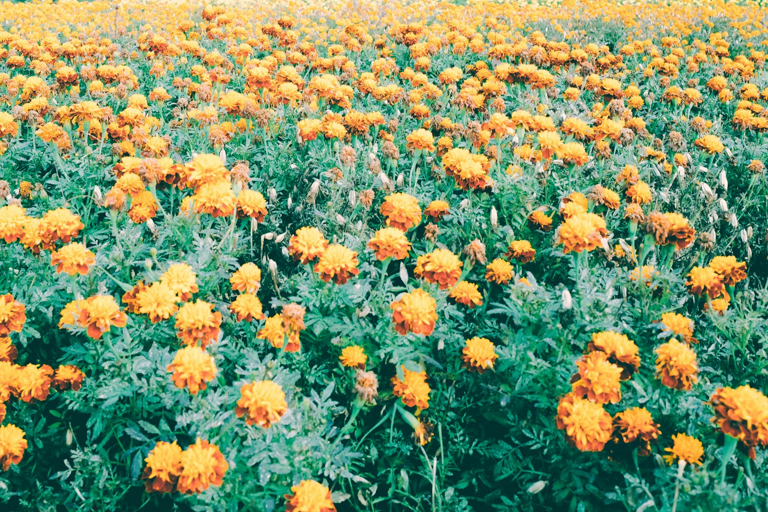 广阔的橙色万寿菊花田