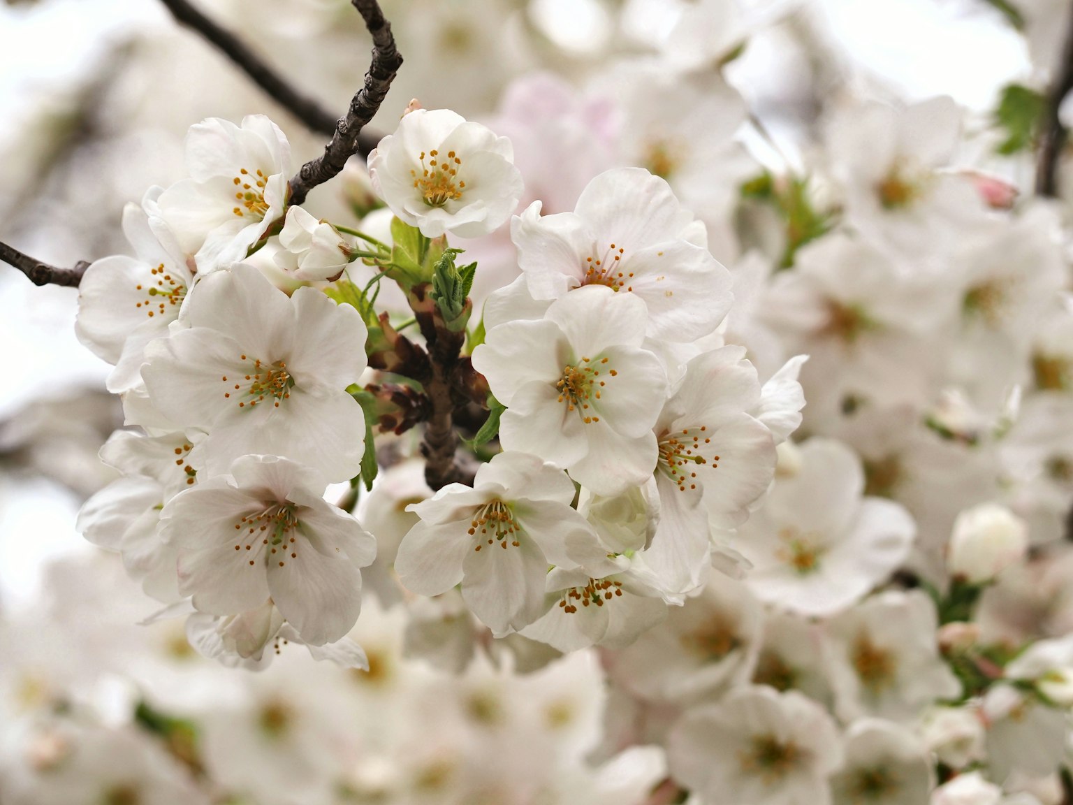 Primo piano di fiori di ciliegio in fiore su un ramo