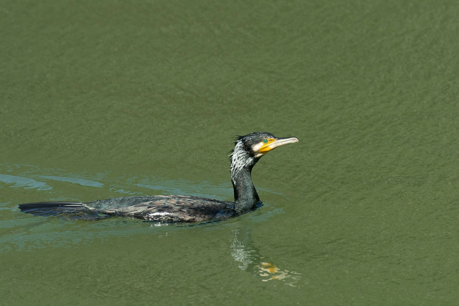 Kormoran schwimmt auf grünem Wasser mit Reflexion