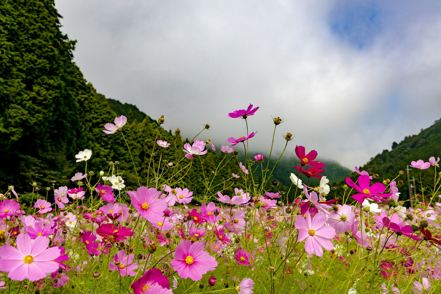Vibrant field of blooming cosmos flowers with lush greenery in the background