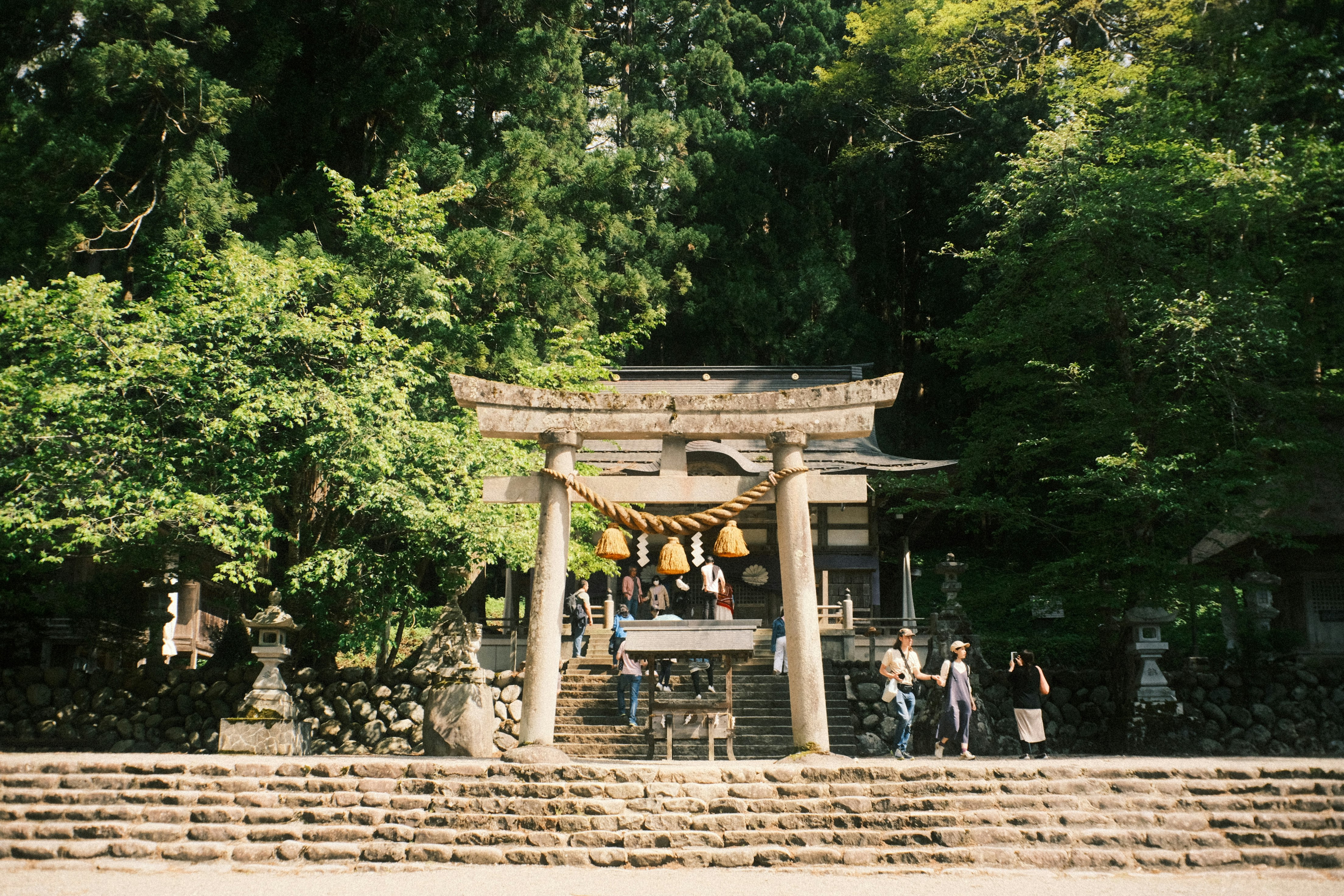 緑の森に囲まれた鳥居と参道の石段