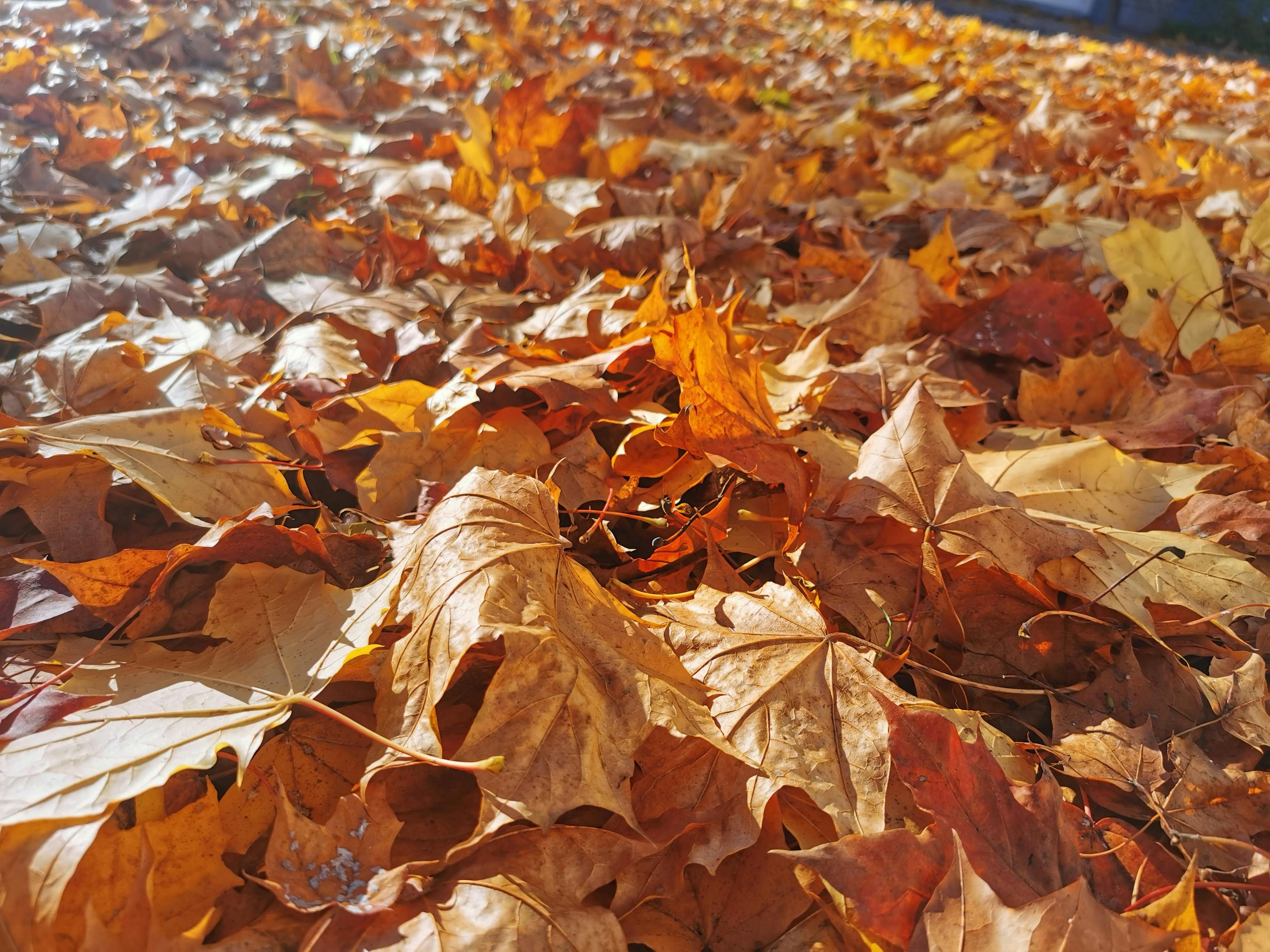 A ground covered with colorful fallen leaves