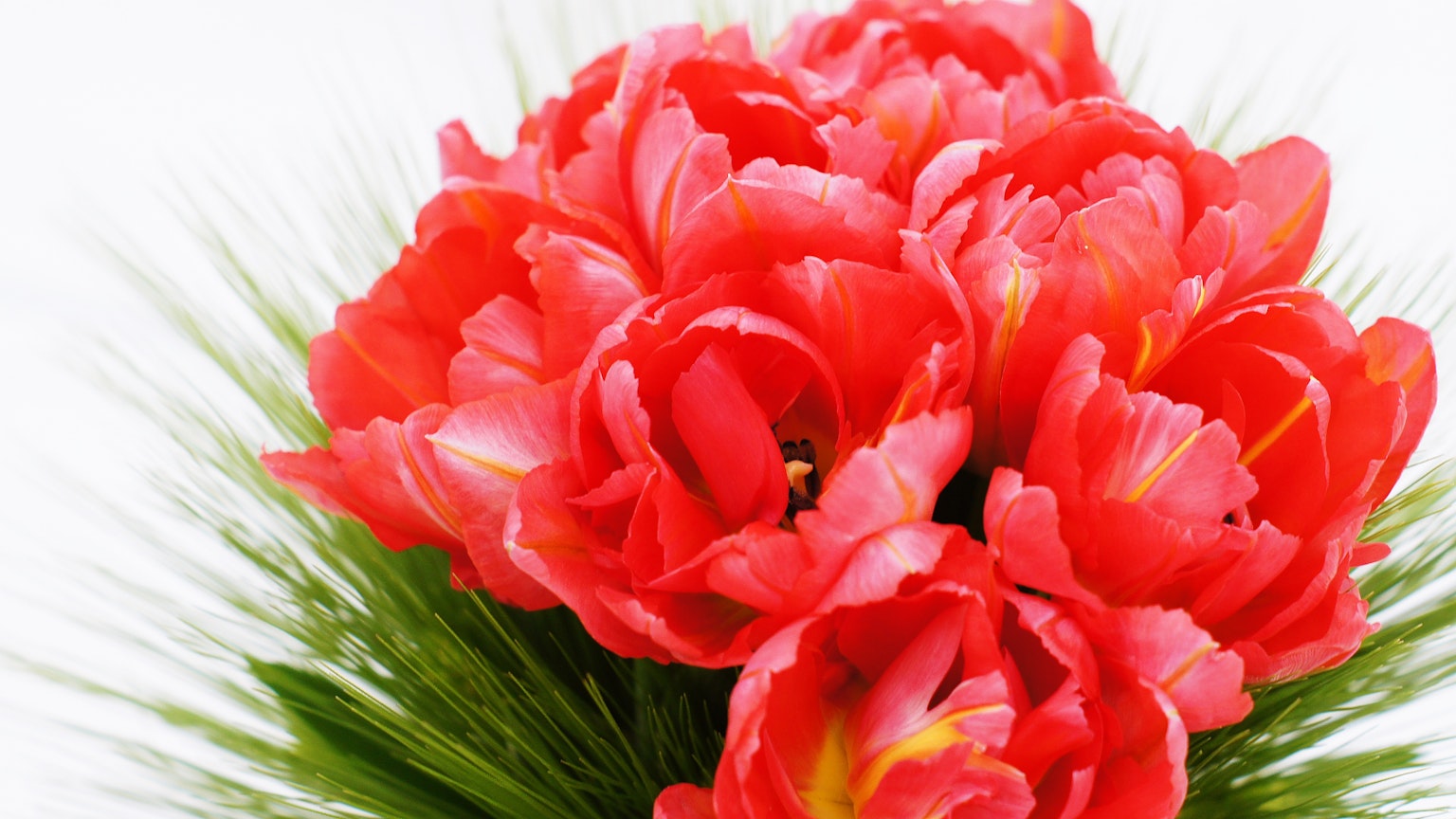 Vibrant bouquet of red tulips with green leaves