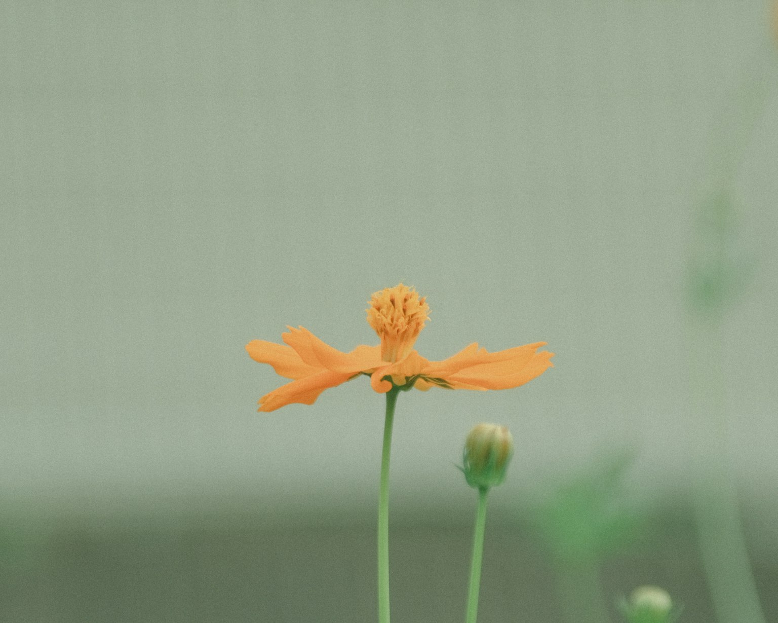 Une fleur orange vif se distingue avec un fond vert