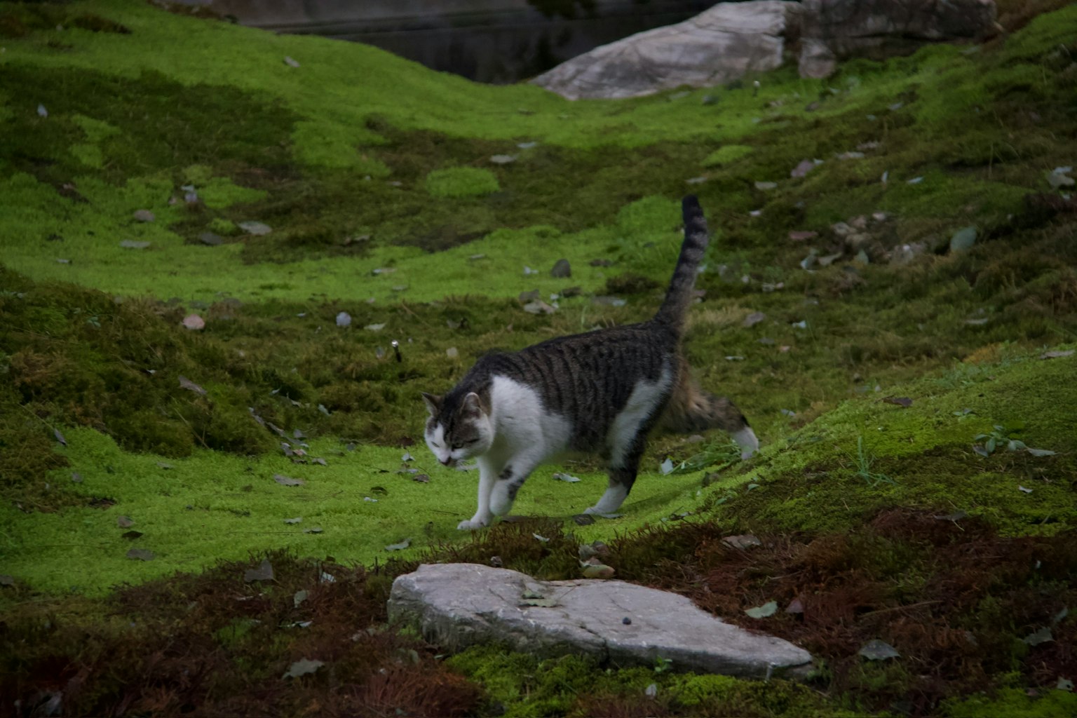 緑の草地を歩く猫の画像