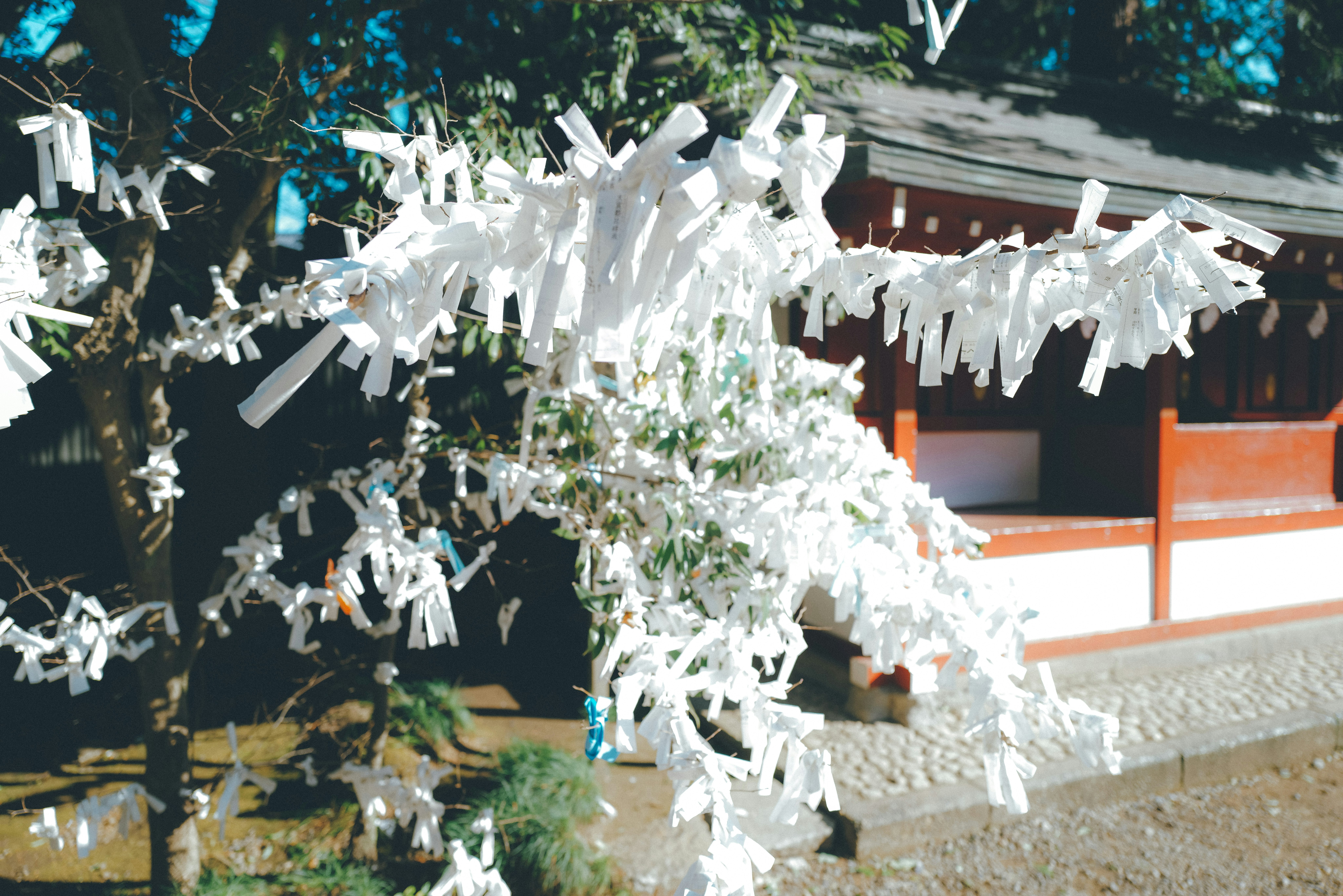 白色紙質裝飾在戶外隨風飄動