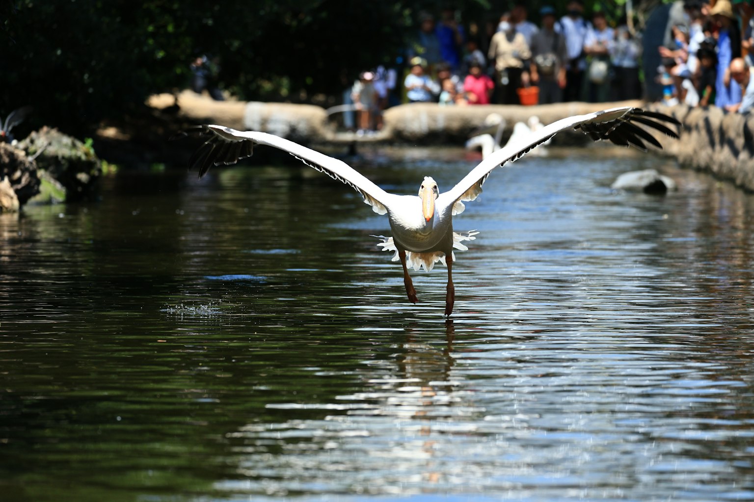 A large white pelican gliding over the water with spectators in the background