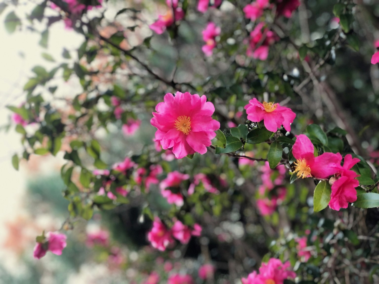 Nahaufnahme von lebhaften rosa Blumen an einem blättrigen Zweig