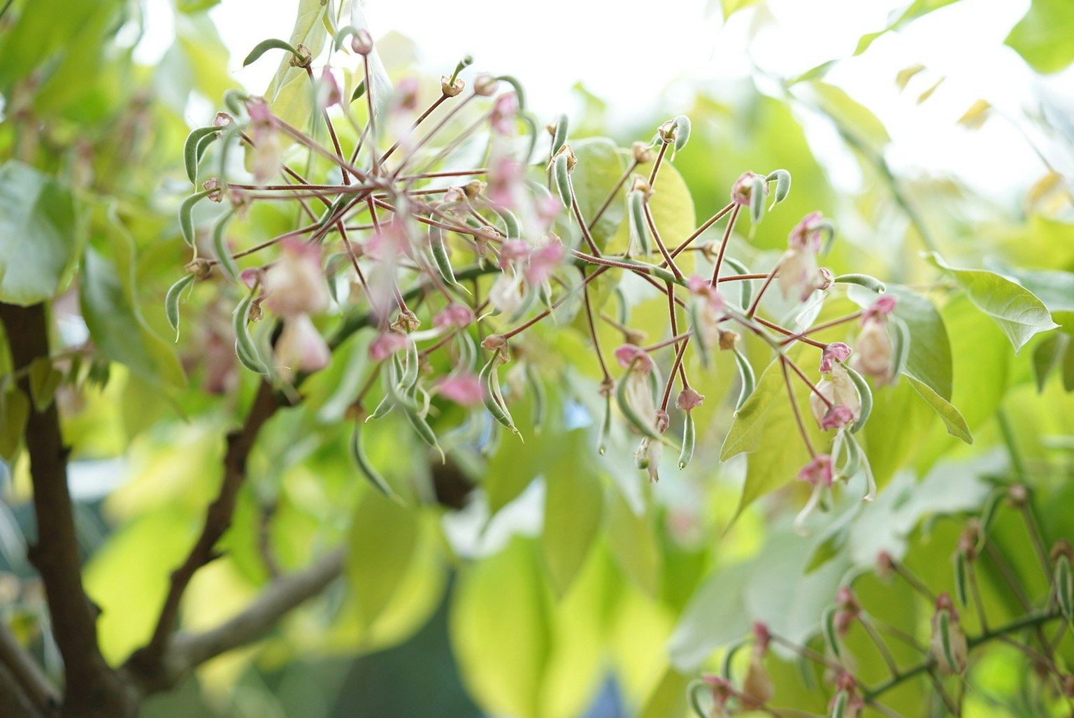 Close-up of a tree branch with delicate pink flowers surrounded by green leaves