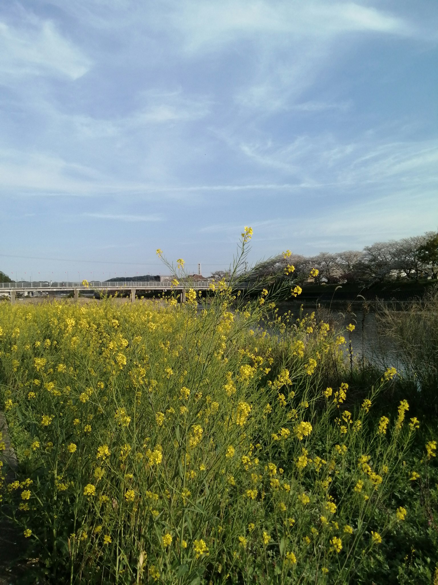 Paisaje con flores amarillas bajo un cielo azul