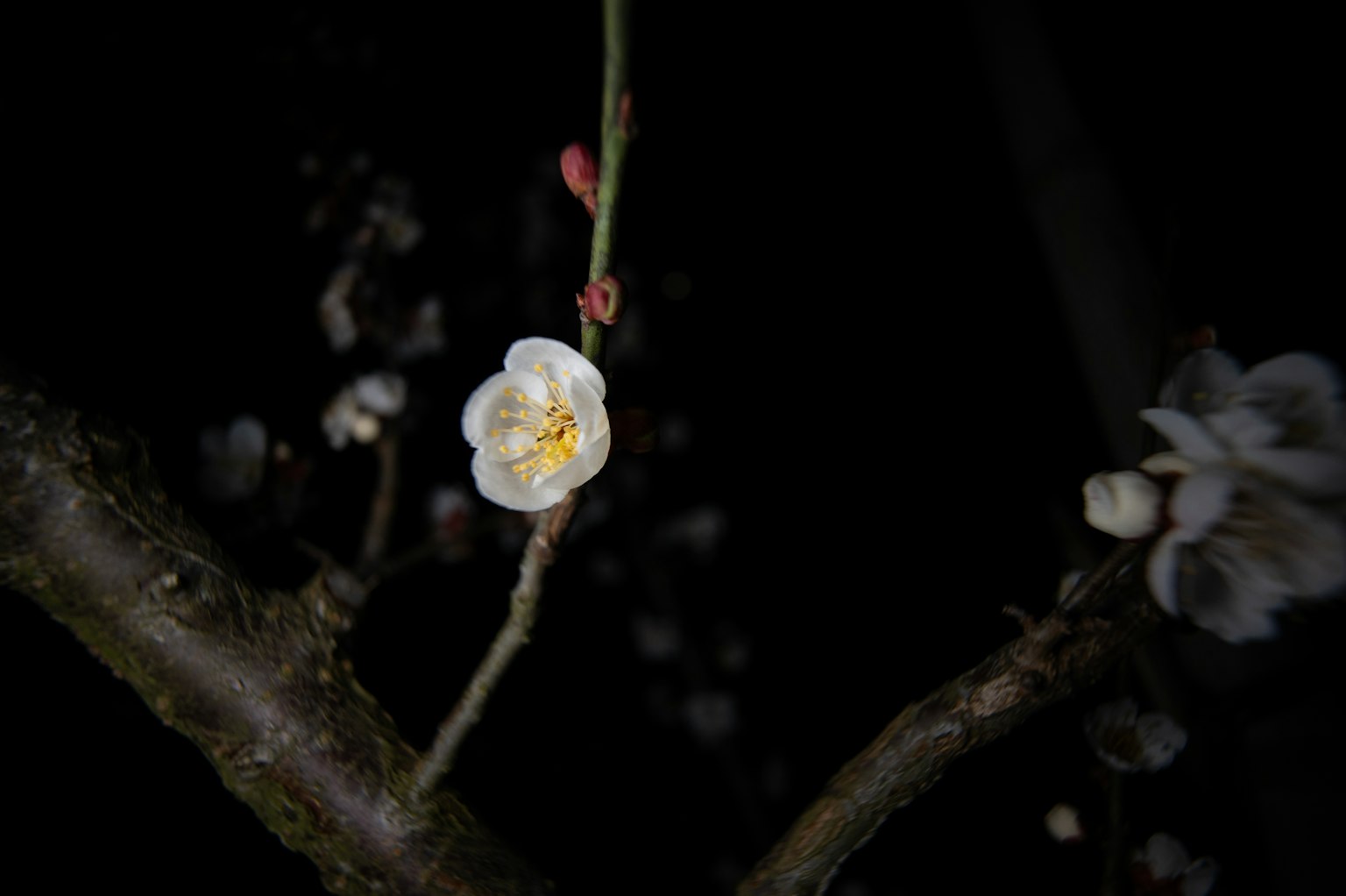 Weiße Pflaumenblüte und Knospen blühen im Dunkeln