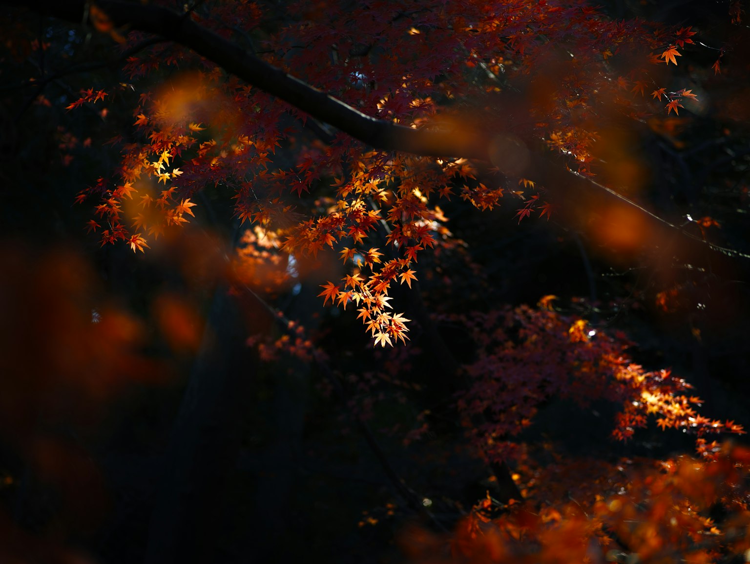 photo-dSaTTey47VN9z9rhscSD-image