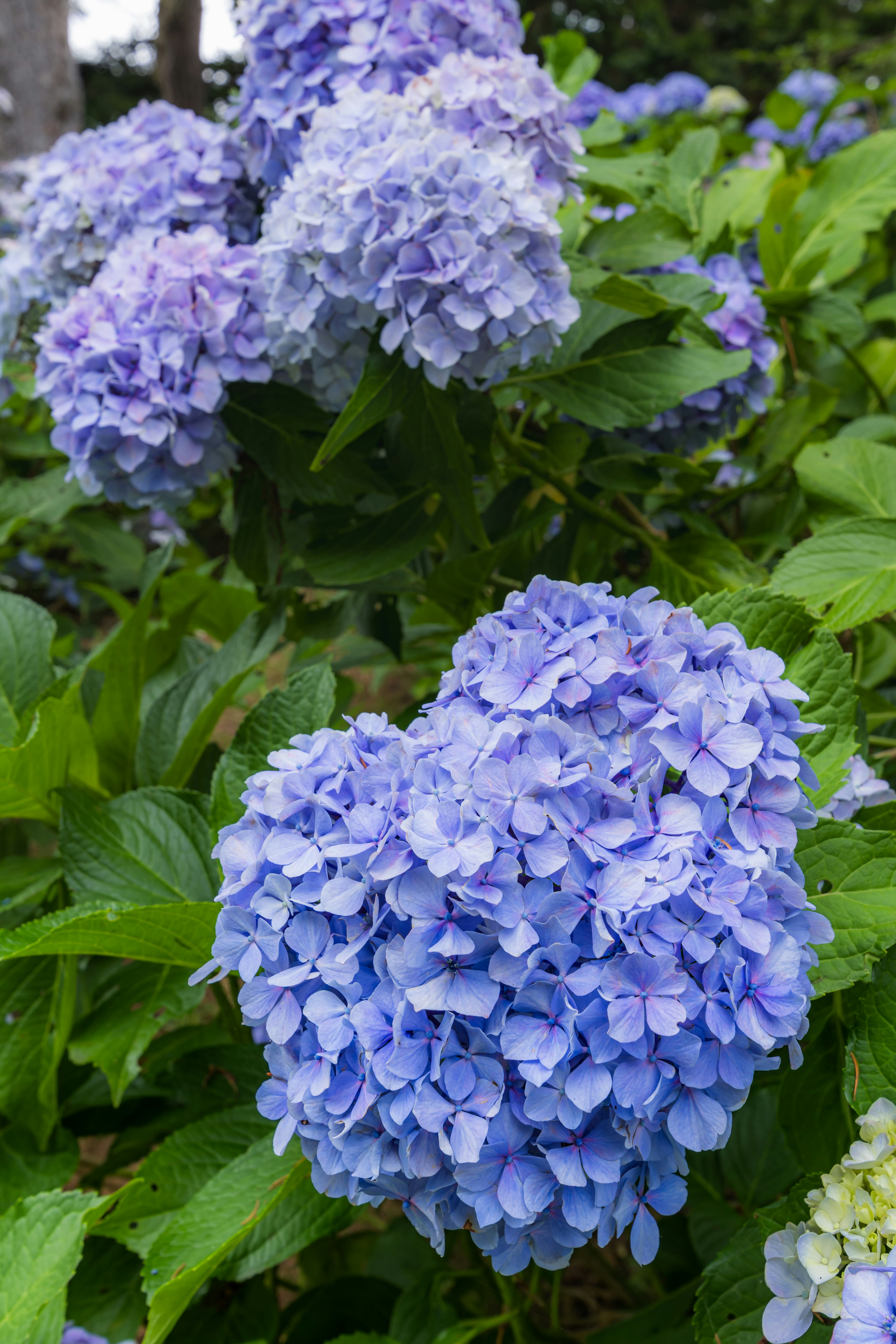北海道伊達市・有珠善光寺の紫陽花が咲き誇る花畑の風景
