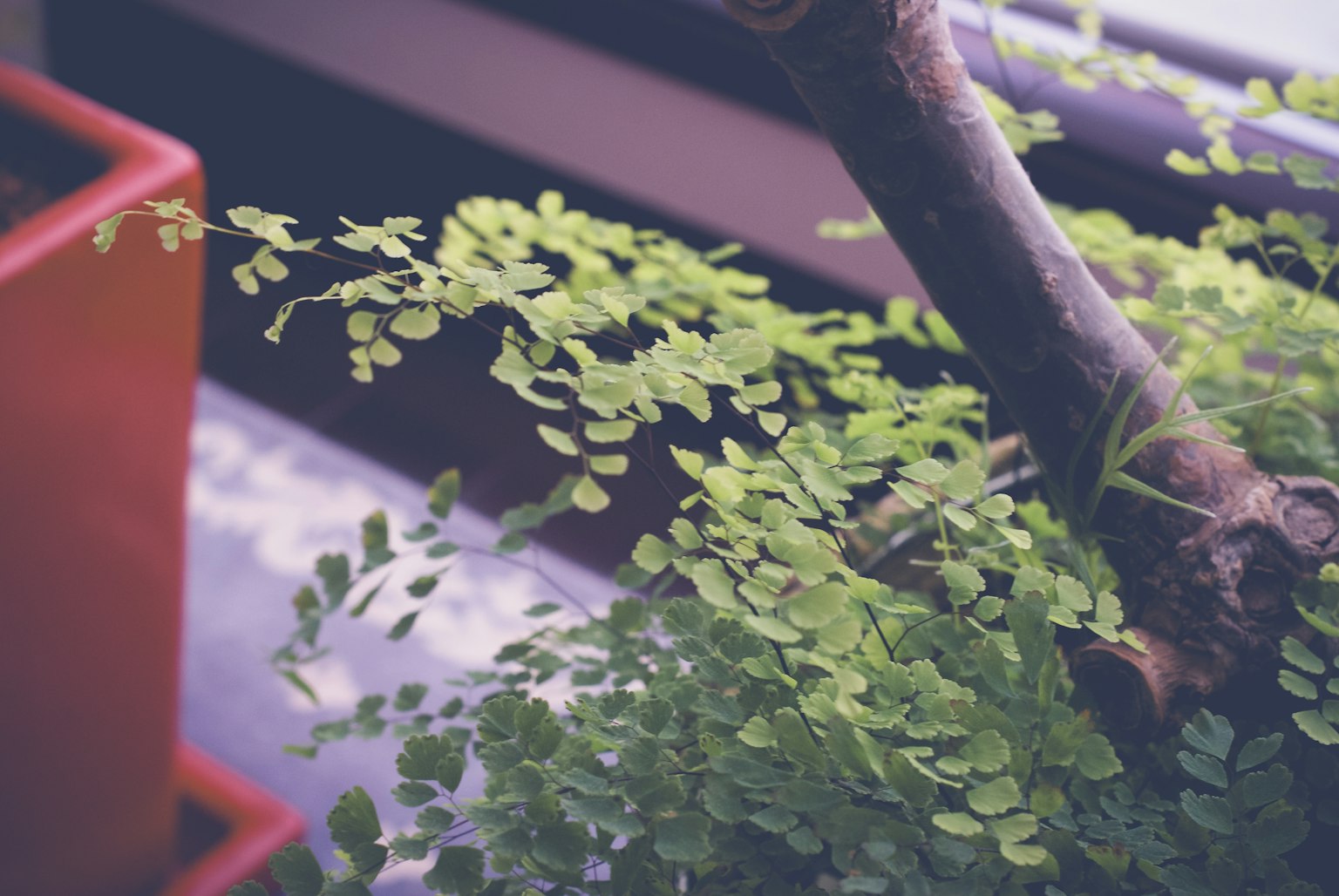 Close-up of a plant with green leaves and a pot