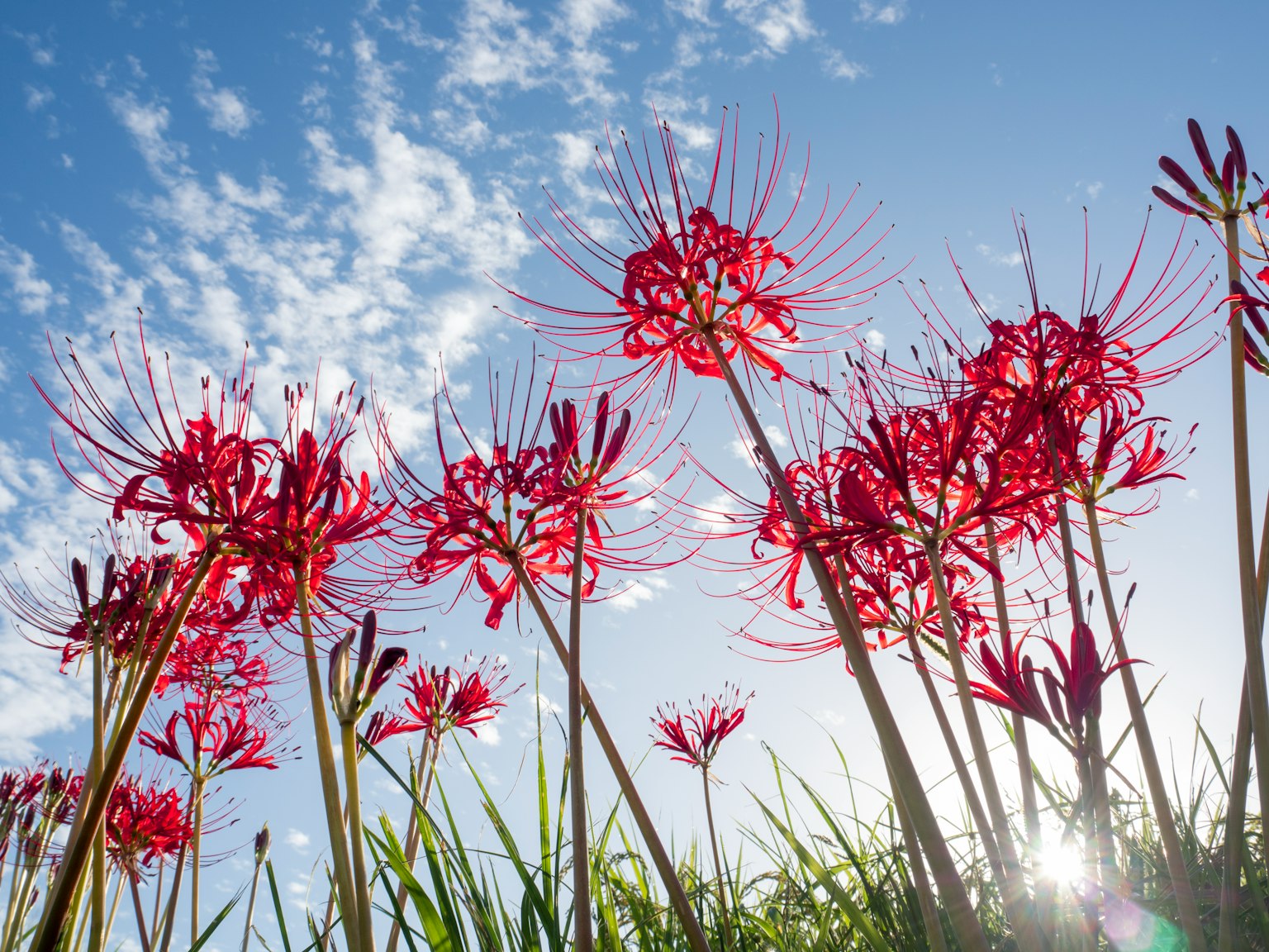 Red spider lilies blooming under a blue sky