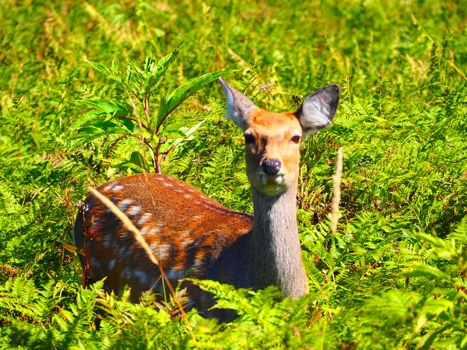 A small deer gazing curiously amidst lush green ferns