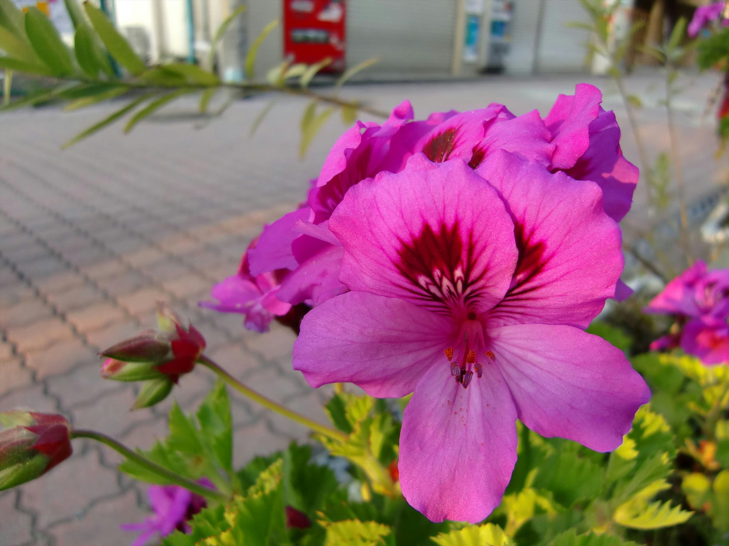 ピンクの花が咲くプランターの寄り画像