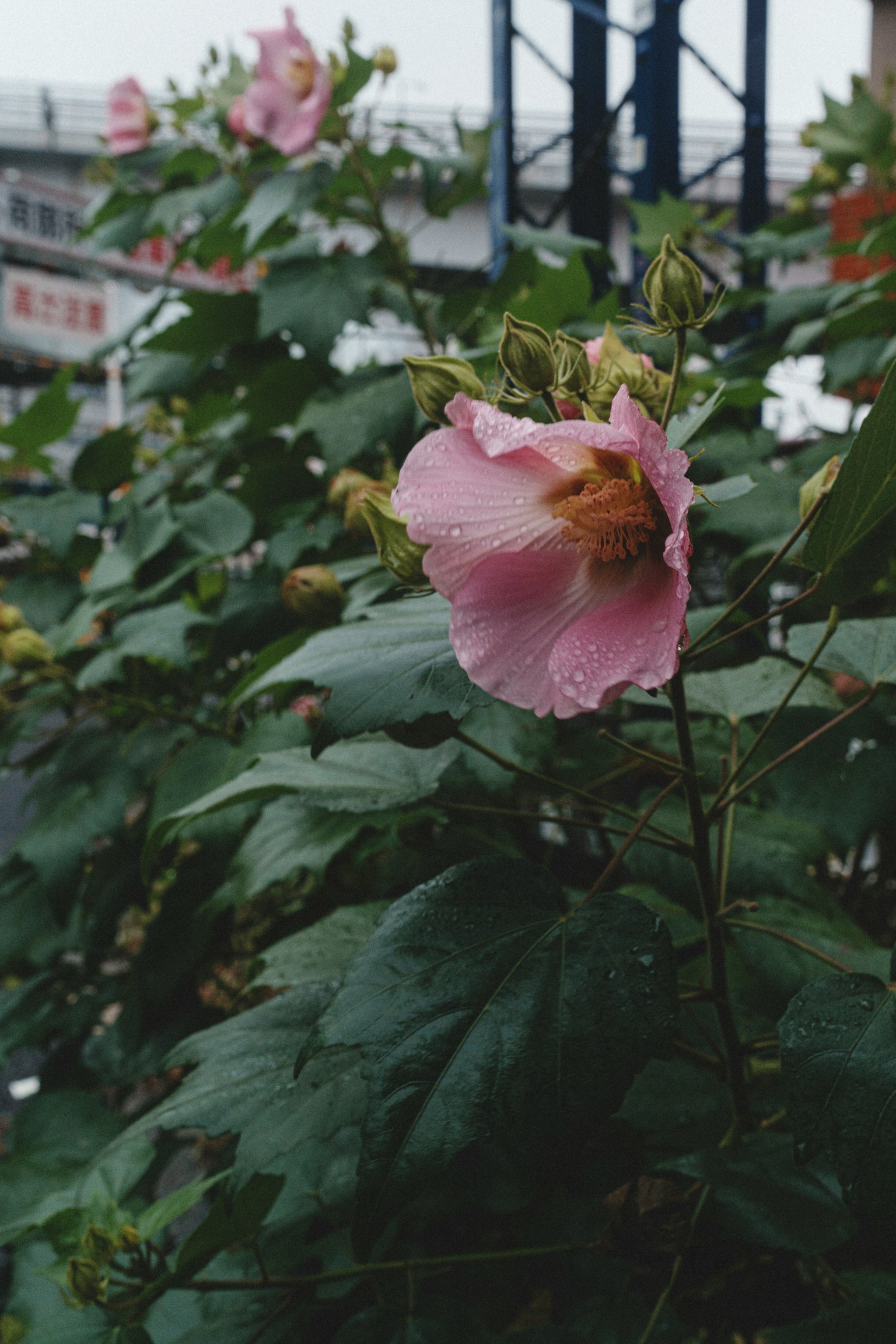 Primo piano di un fiore rosa chiaro su una pianta con una struttura ferroviaria sullo sfondo