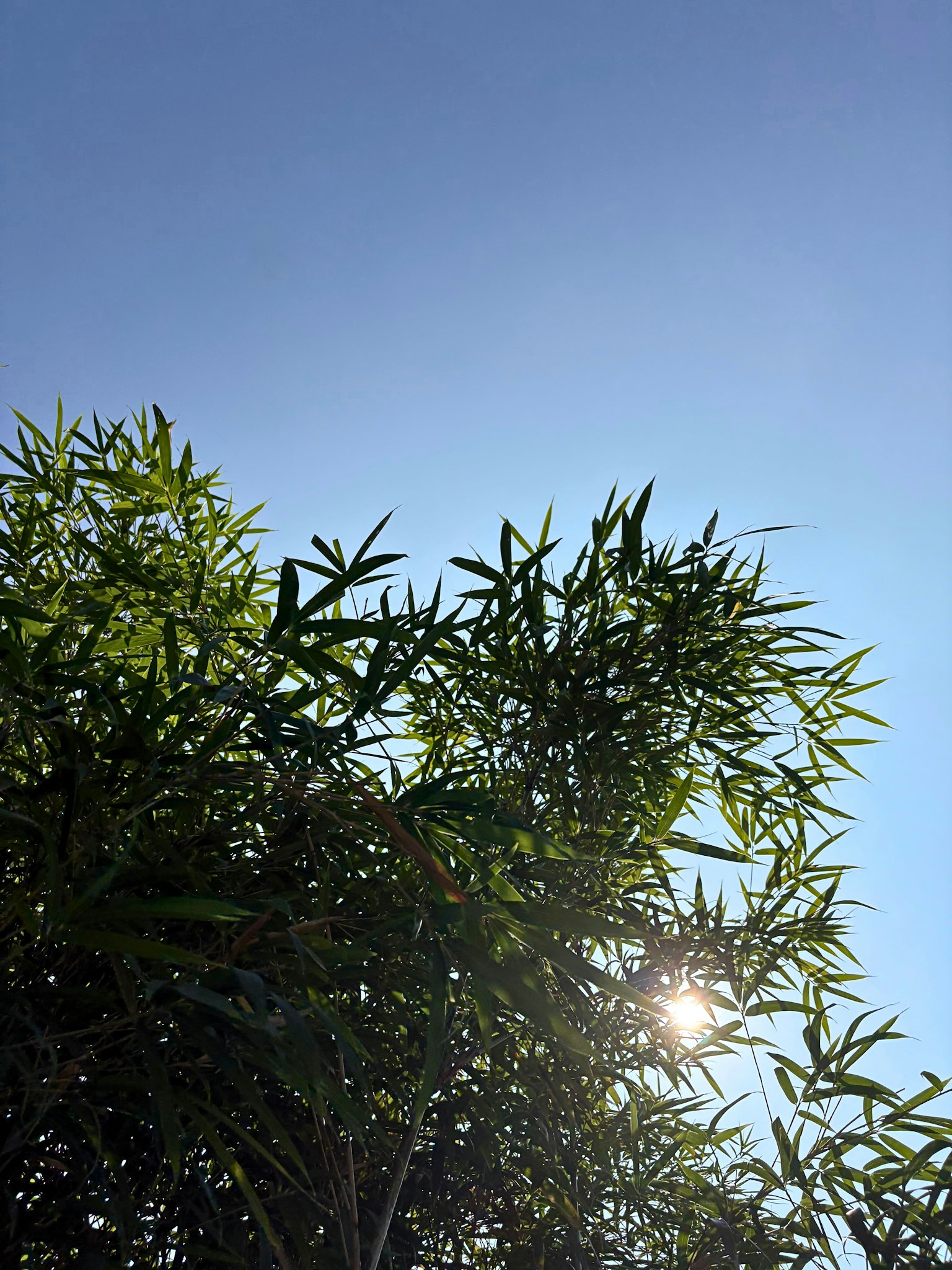 Bamboo leaves under a clear blue sky with sunlight shining through