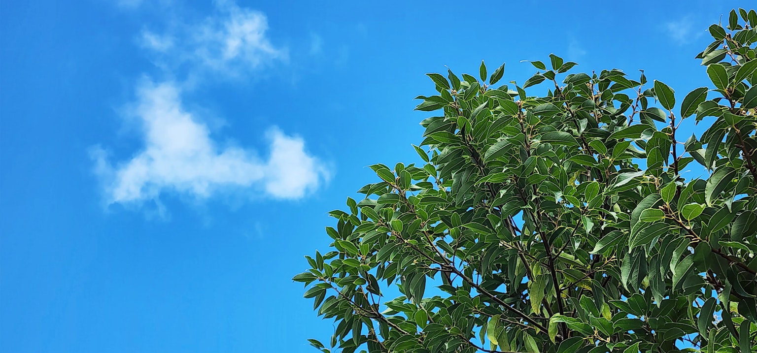 Parte de un árbol con hojas verdes contra un cielo azul