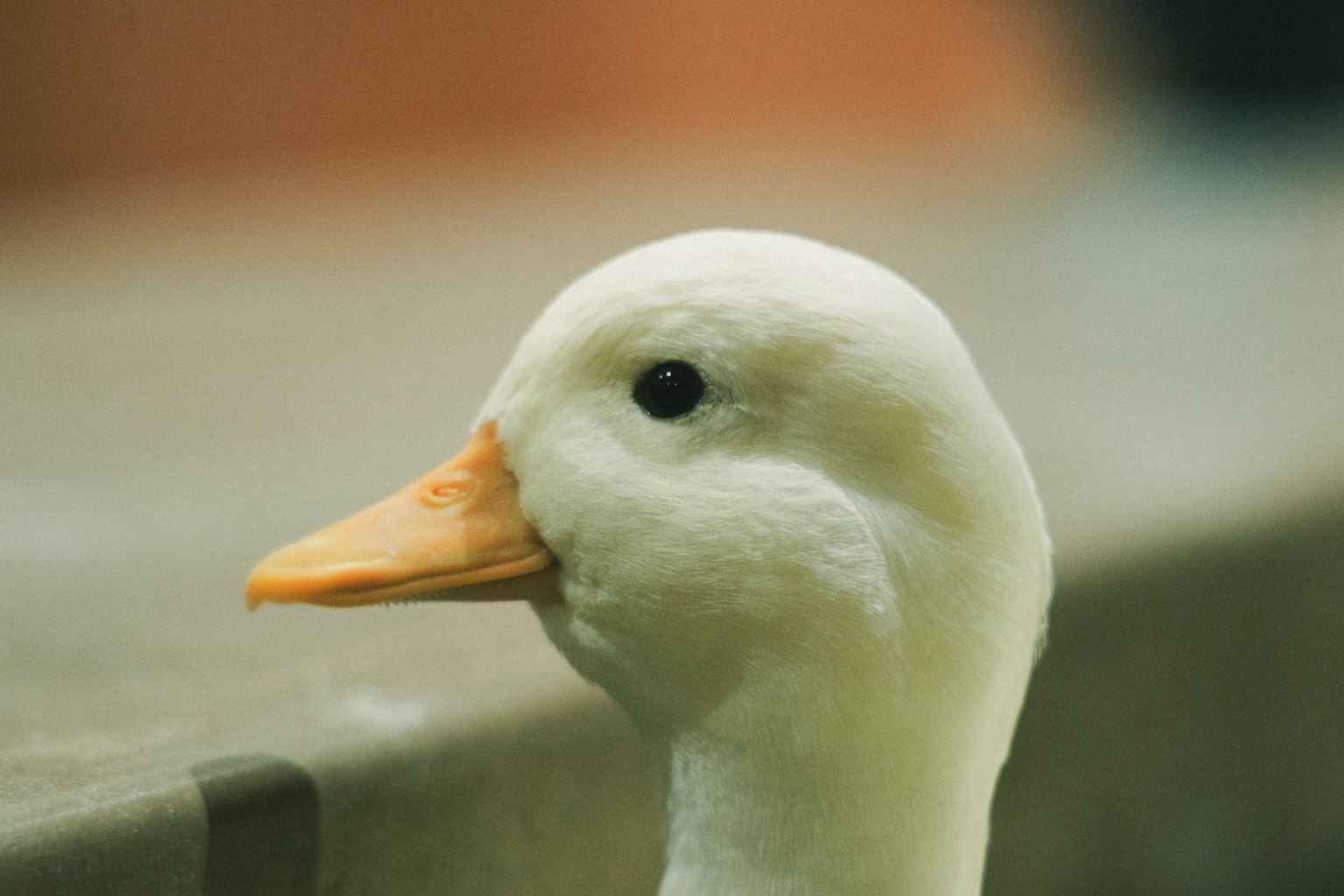 Close-up of a white duck's head featuring a distinctive eye