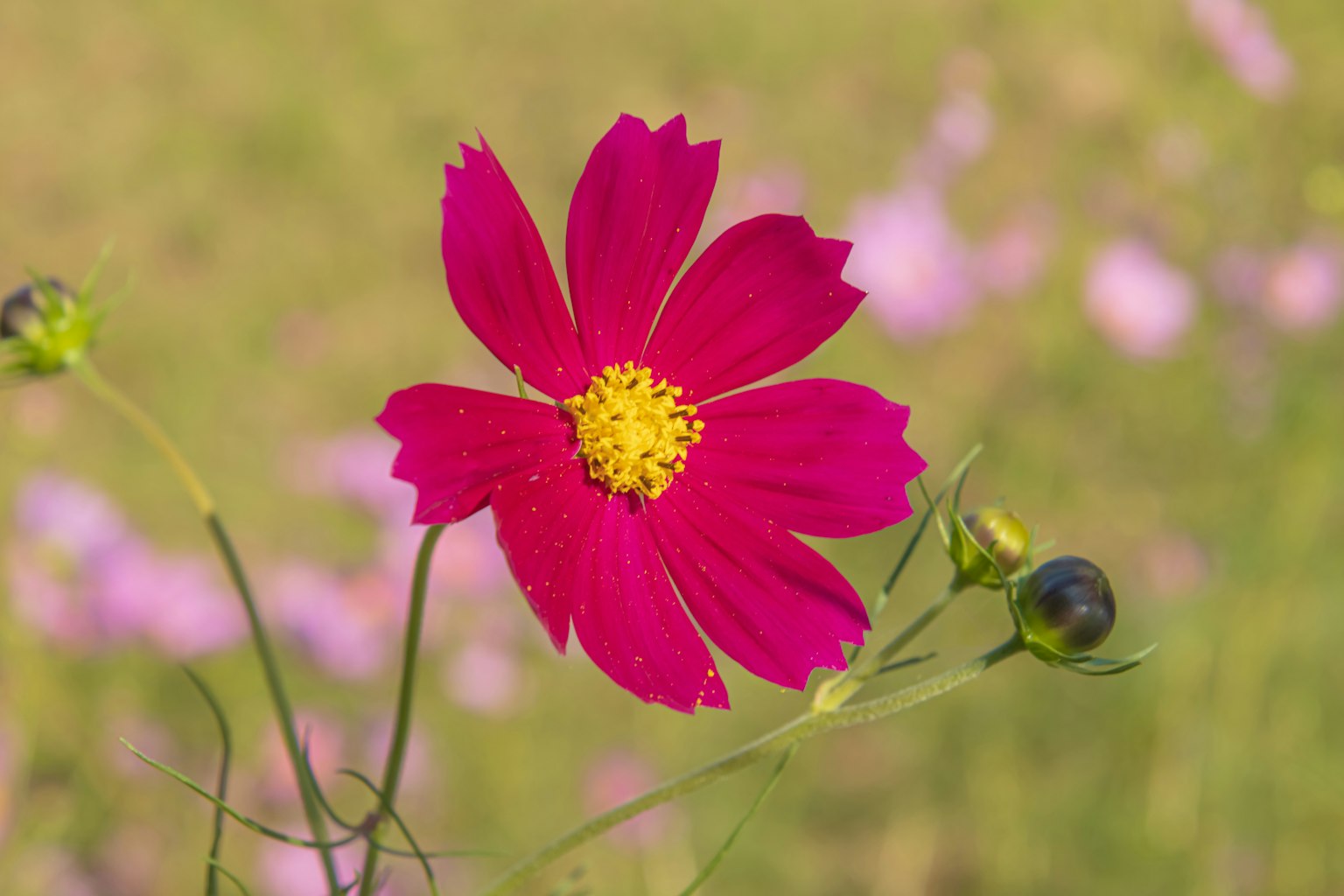 Flor de cosmos rosa vibrante con centro amarillo contra un fondo suave de flores en flor