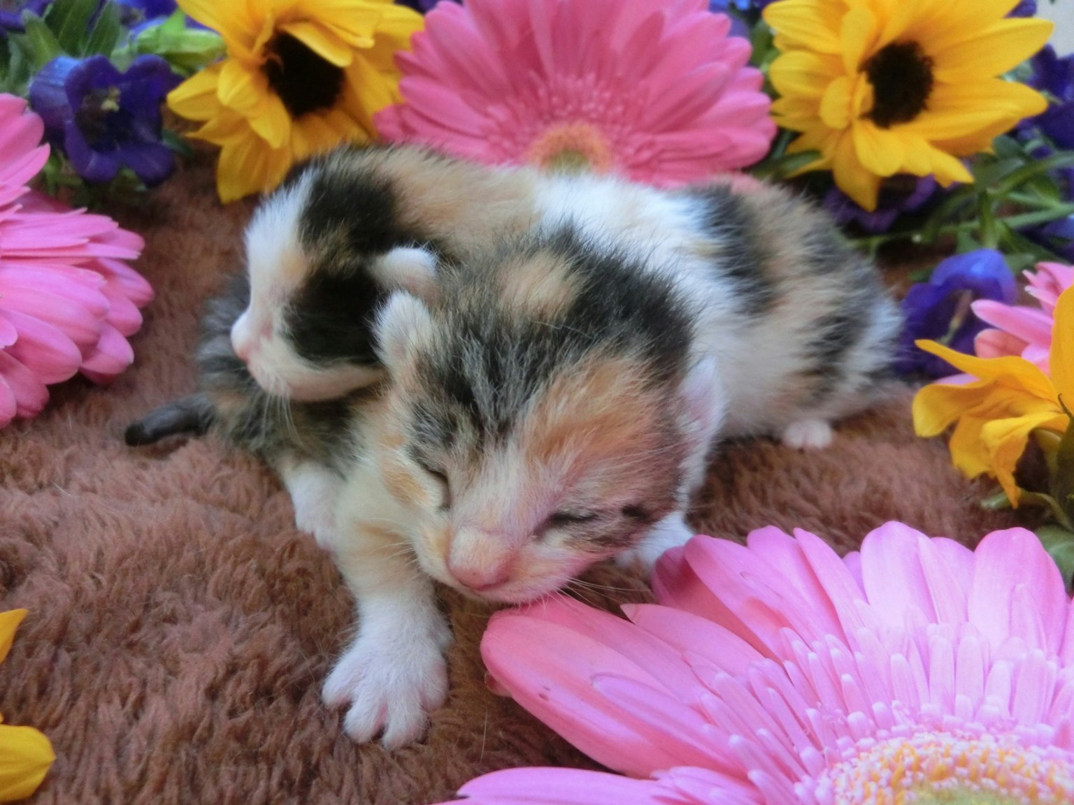 Deux adorables chatons reposant sur des fleurs colorées