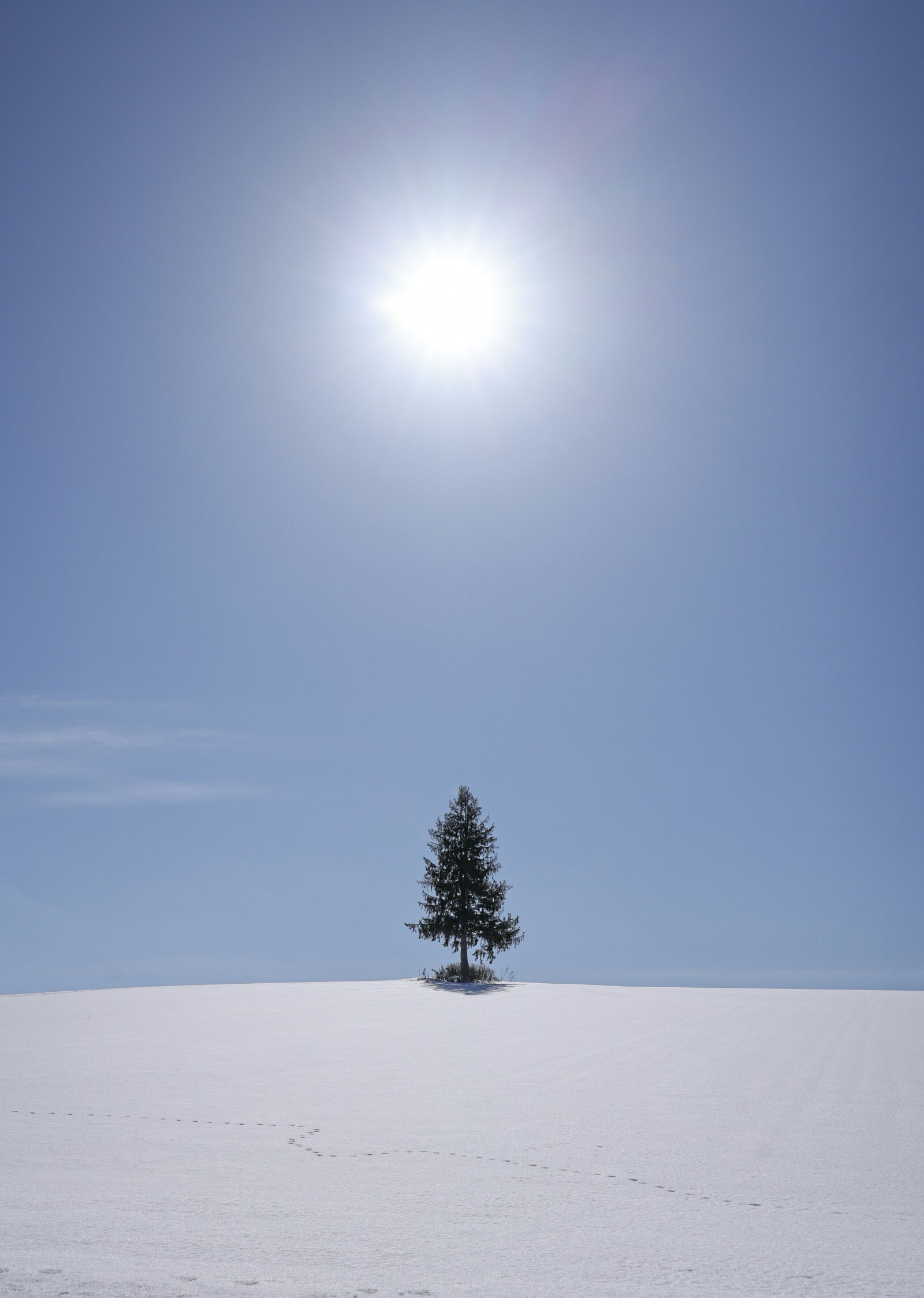 雪原の上に立つ一本の木と眩しい太陽の青空
