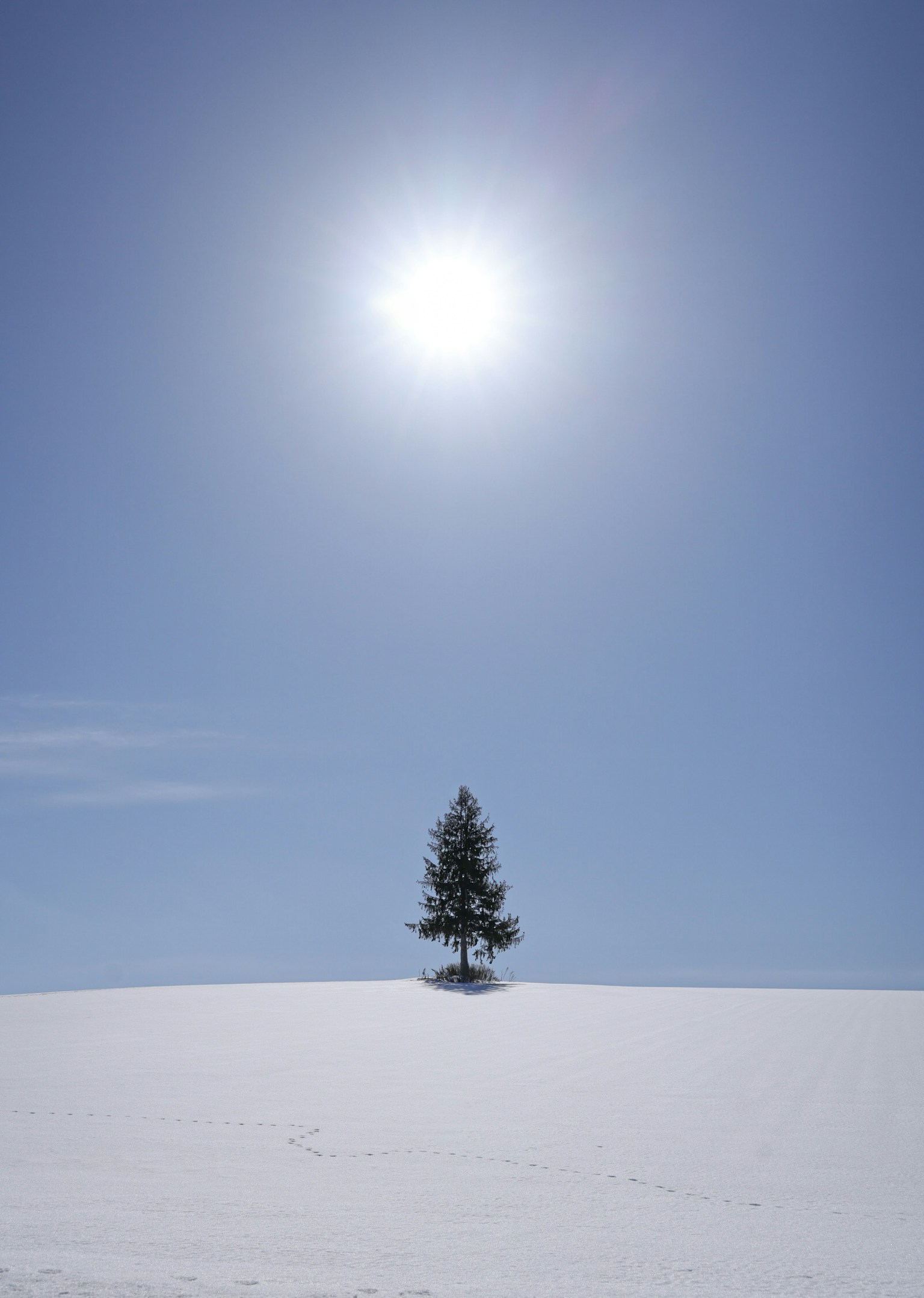Un albero solitario su una collina innevata con un sole luminoso sopra